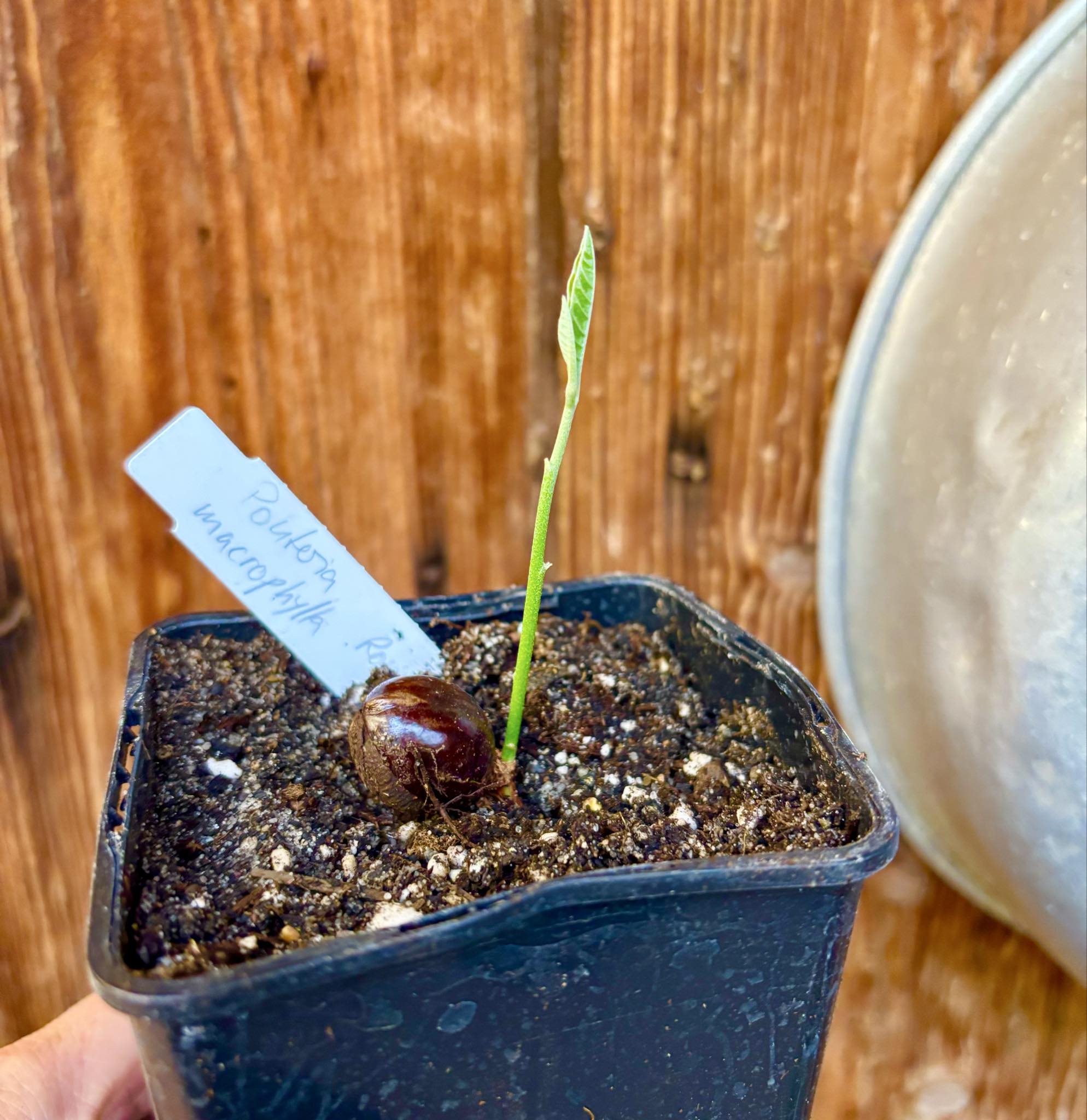 Pouteria macrophylla - 1 potted seedling / 1 getopfter Sämling