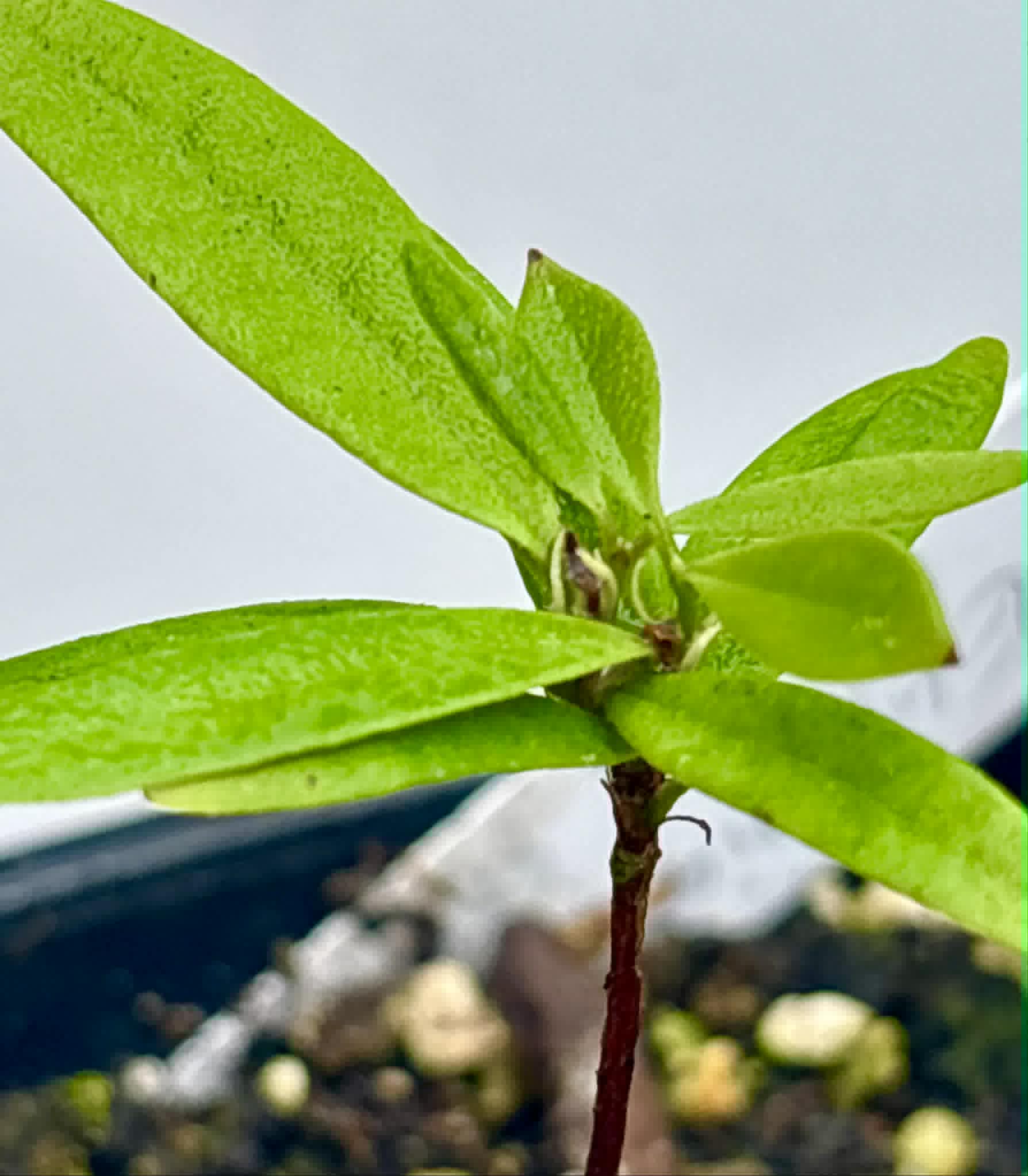 Eugenia sp Pitanga da Restinga -  1 potted seedling / 1 getopfter Sämling