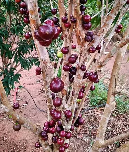 10 years old with flowers - Red Jaboticaba (Plinia cauliflora x P. aureana) - 1 potted plant / 1 getopfte Pflanze