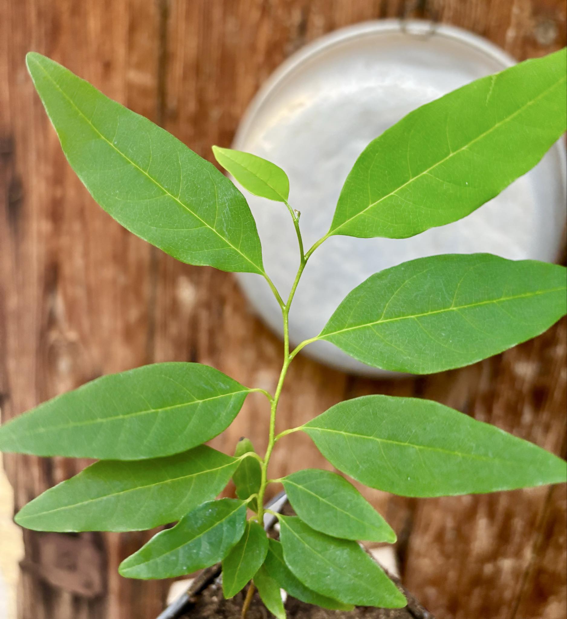 Annona emarginata - 1 potted plant / 1 getopfte Pflanze 