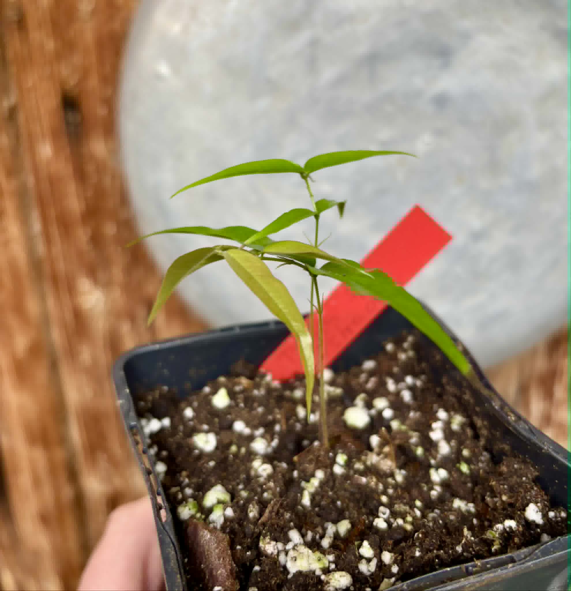 Plinia sp. Listrada - 1 potted seedling / 1 getopfter Sämling