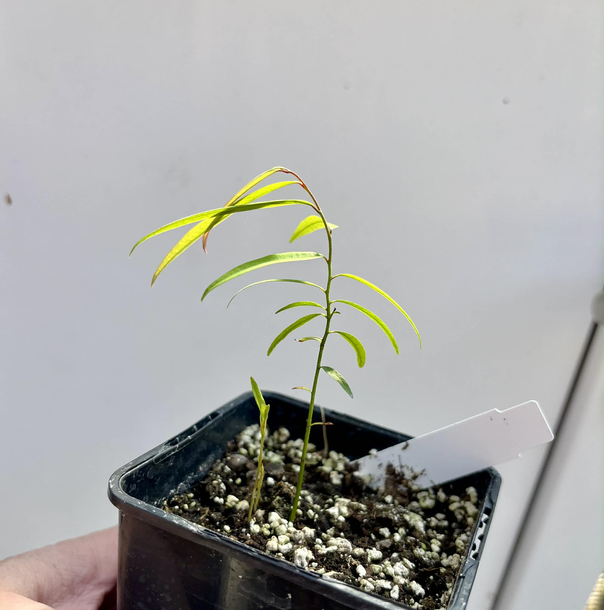 Rumdol (Sphaerocoryne lefevrei) - 1 potted seedling / 1 getopfter Sämling
