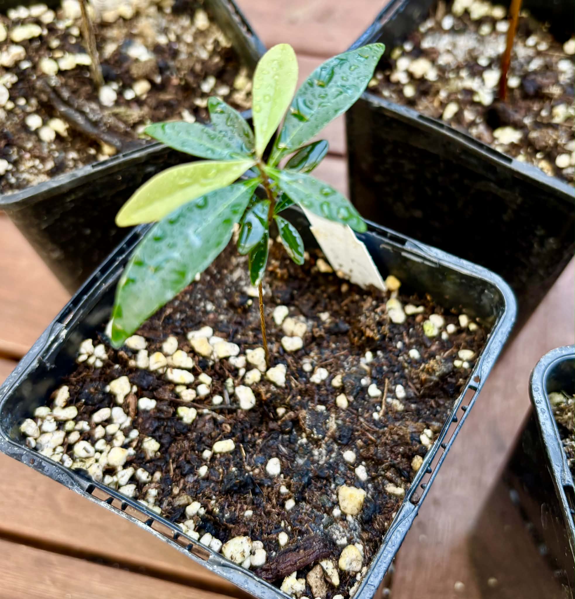 Collection of 5 Eugenia -  5 different potted Eugenia / 5 verschiedene, getopfte Eugenia