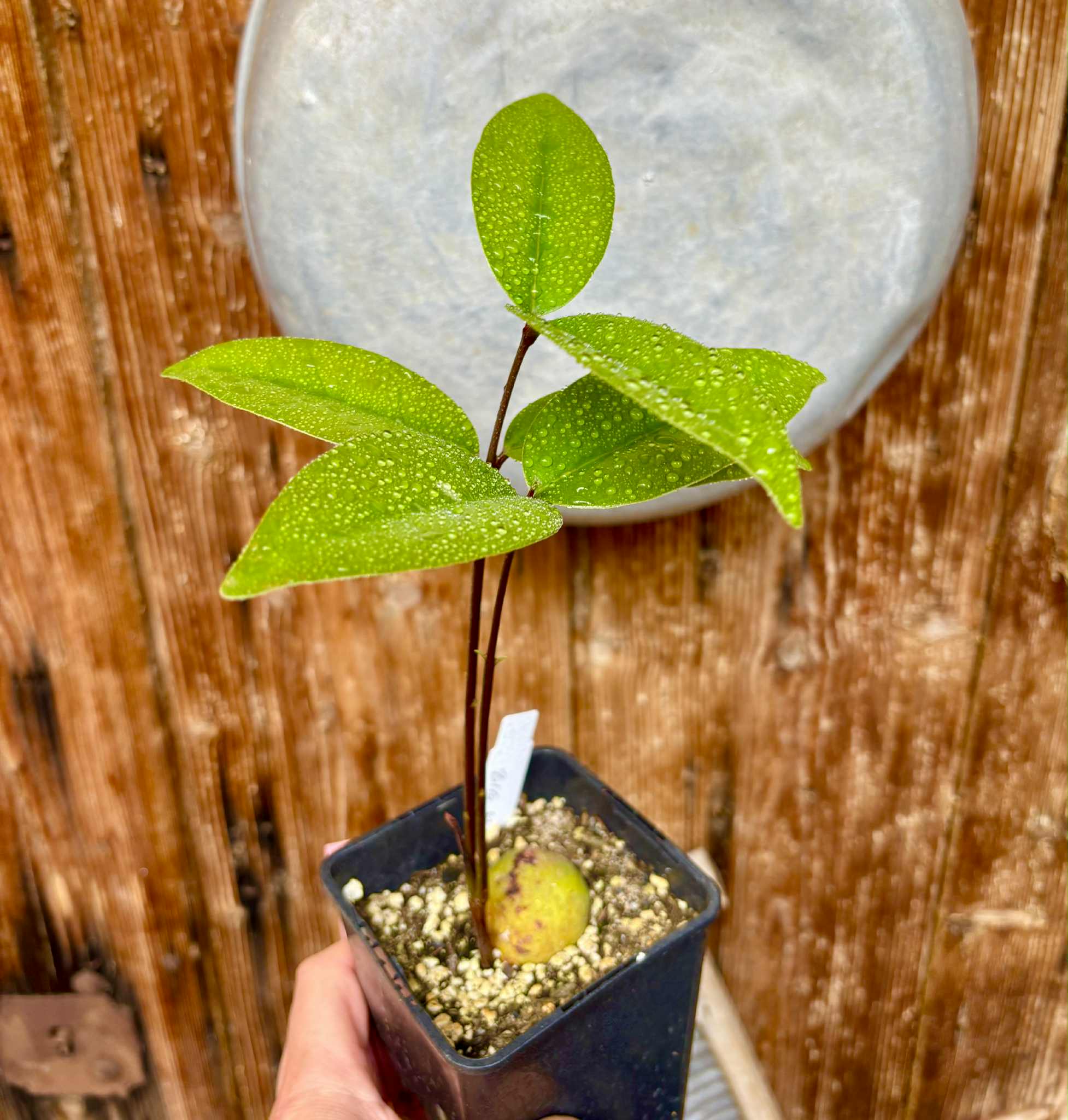 Eugenia sp Maca BIG -  1 potted seedling / 1 getopfter Sämling