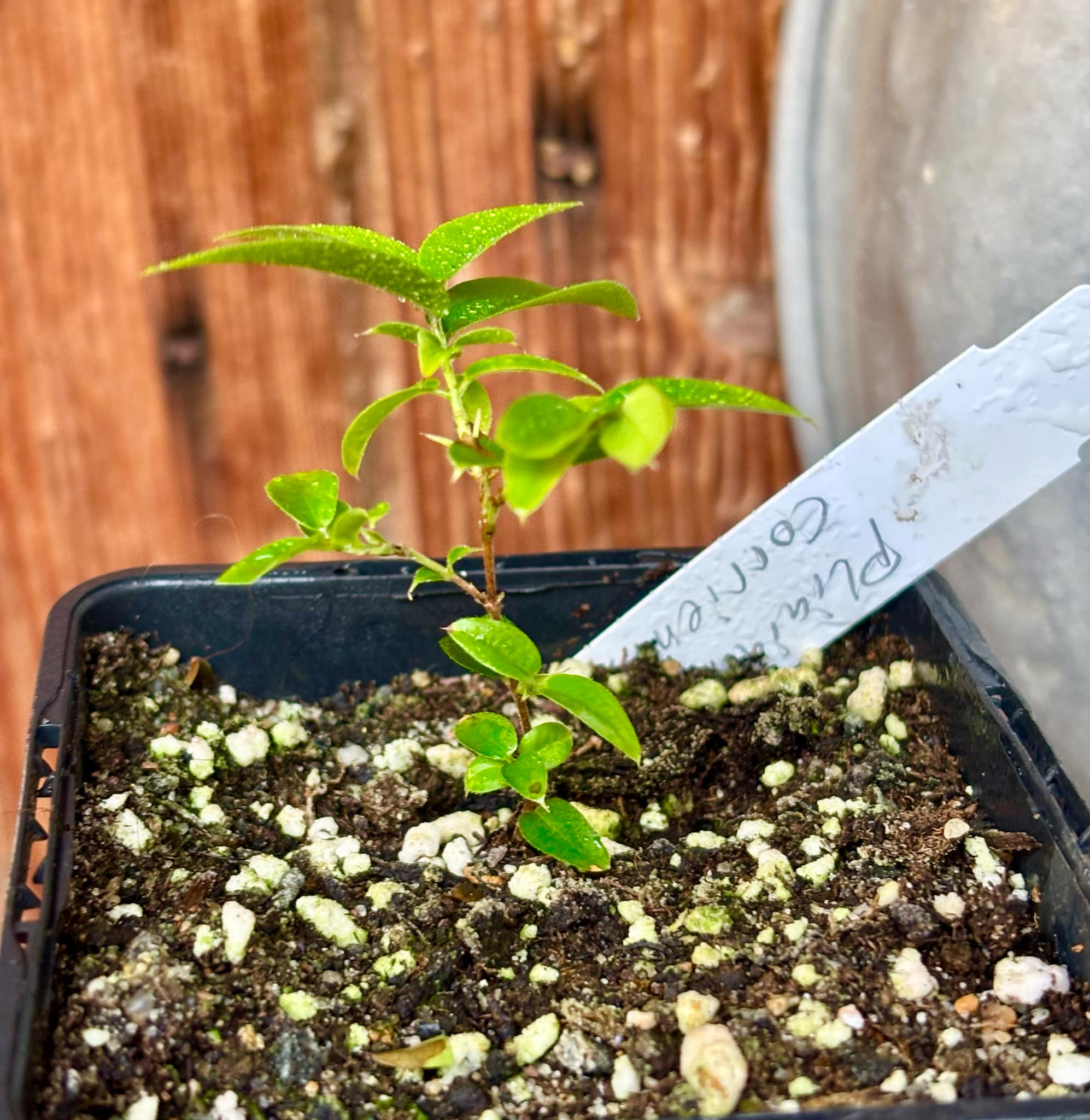 Plinia sp. Corrientes Argentina -  1 potted plant / 1 getopfte Pflanze
