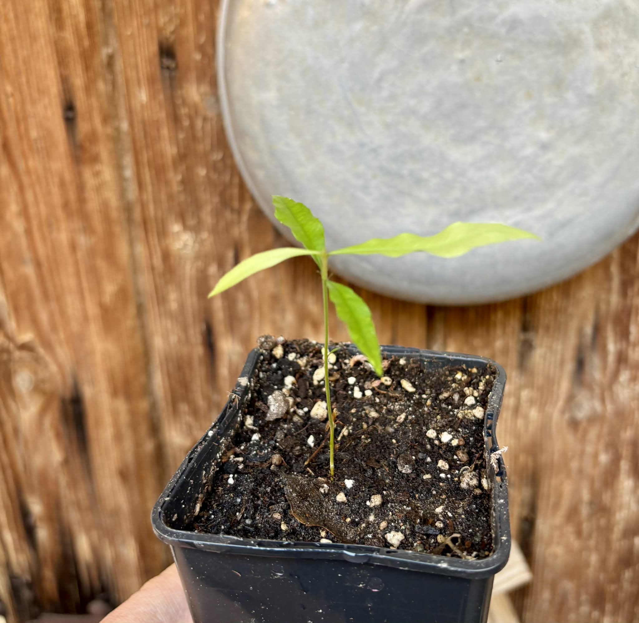 Pseudolmedia sp. Rondonia - 1 potted seedling / 1 getopfter Sämling