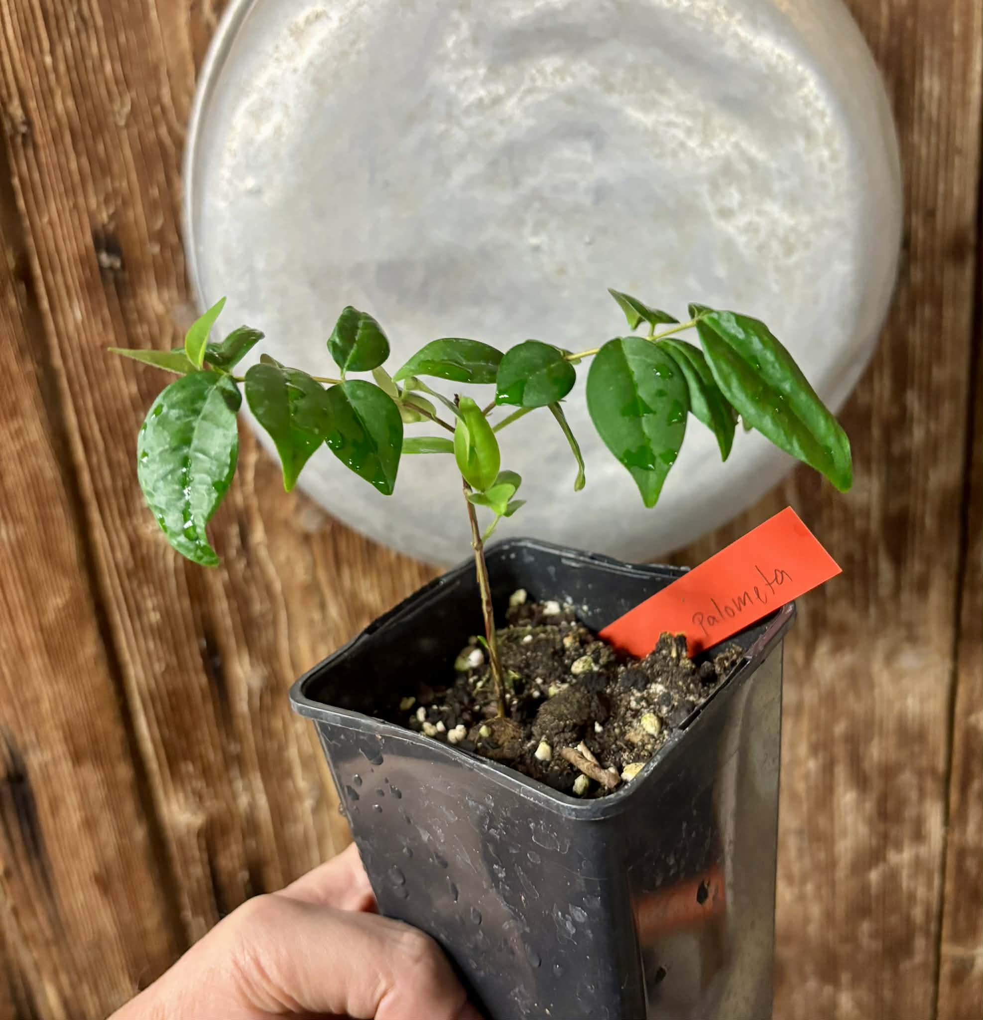 Eugenia sp Palometa - 1 potted seedling / 1 getopfter Sämling