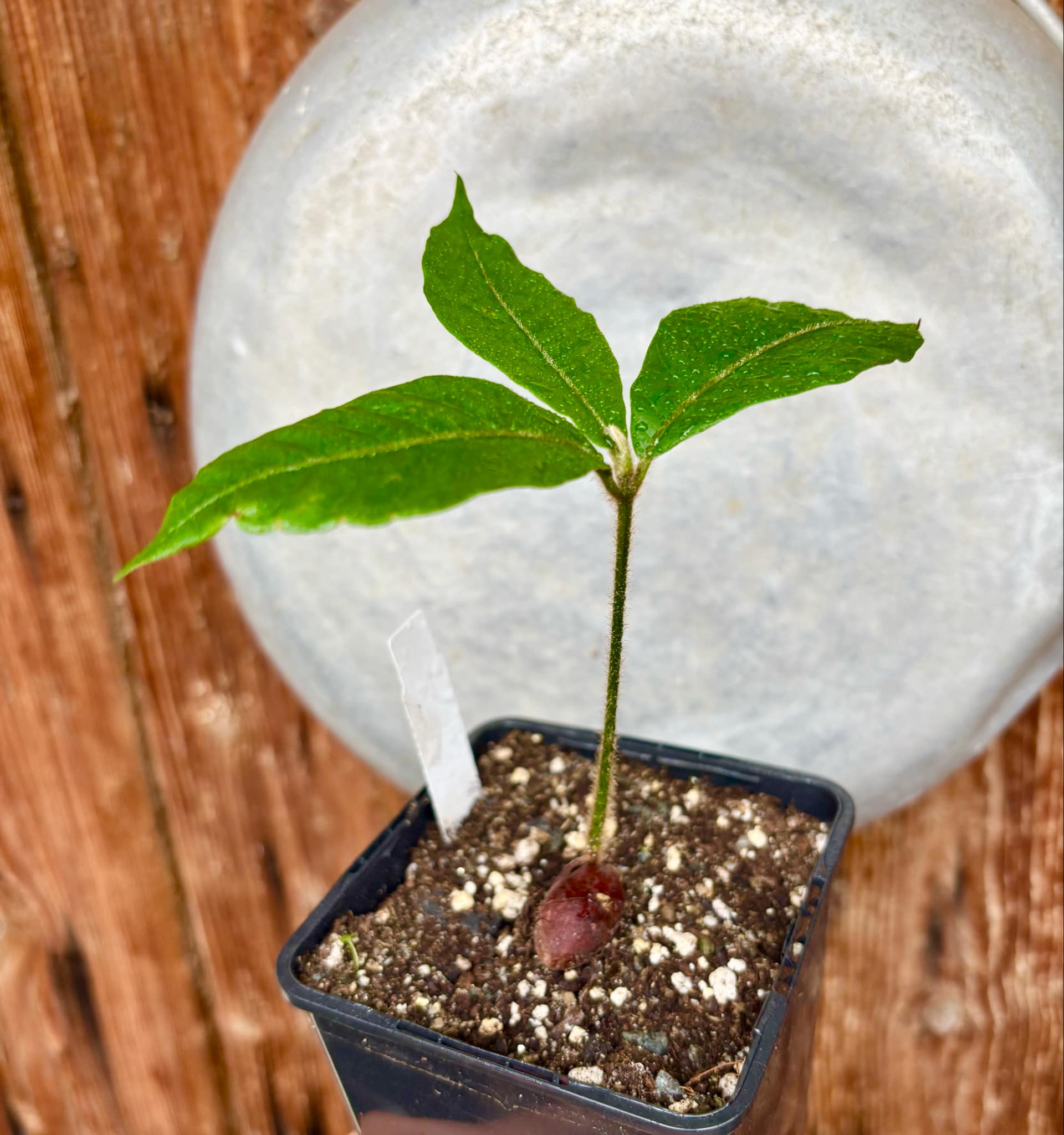 Pouteria torta subsp. gallifructa - Abiu Pilosa - 1 potted plant / 1 getopfte Pflanze Pouteria torta subsp. gallifructa - Abiu Pilosa - 1 potted plant / 1 getopfte Pflanze