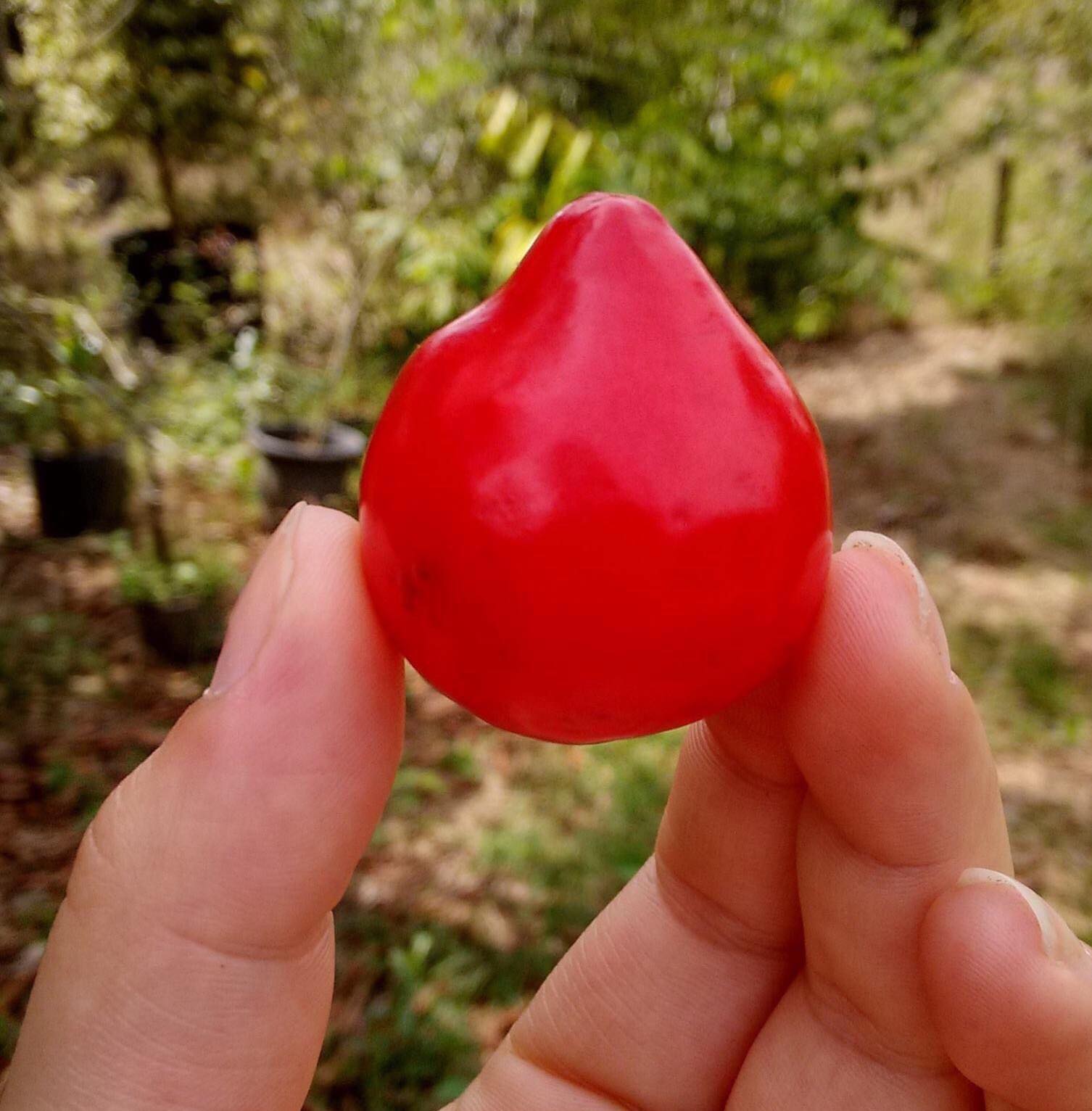 Ruby do Amazonas (Eugenia patrisii) 1 potted seedling / 1 getopfter Sämling