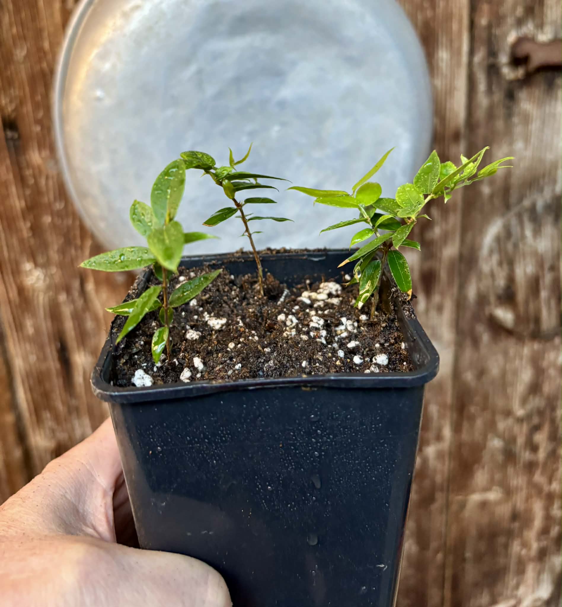 3 in 1 pot - Jaboticaba - Plinia sp Esarme -  3 seedlings in one pot / 3 Sämlinge in einem Topf