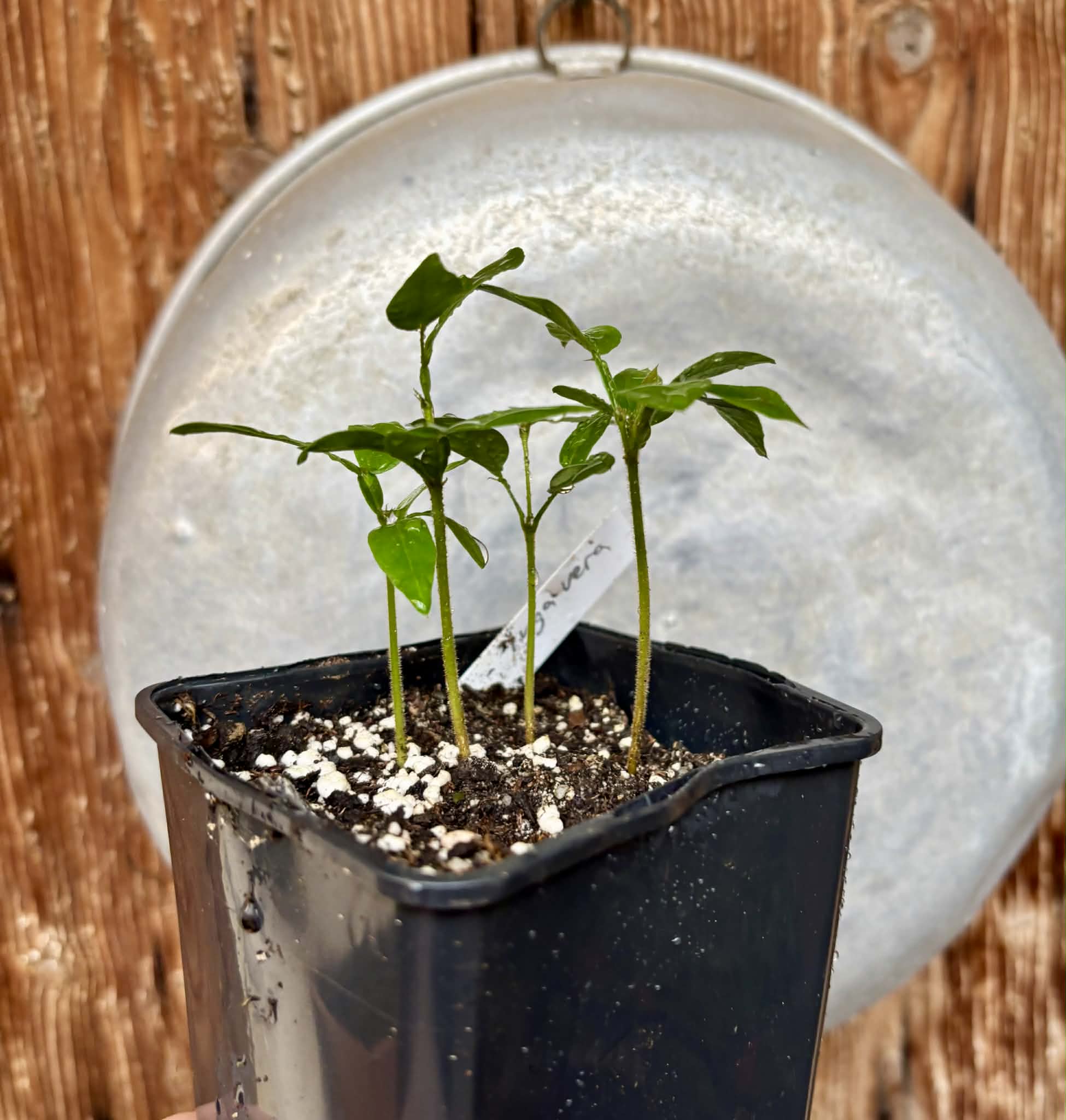 4 in 1 pot - Inga vera  - 4 seedlings in one pot / 4 Sämlinge in einem Topf