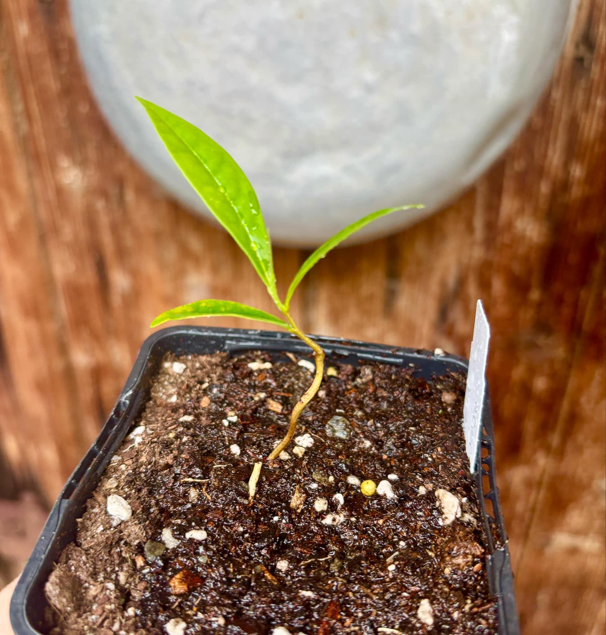 Duguetia sp Colombia  - 1 potted seedling / 1 getopfter Sämling