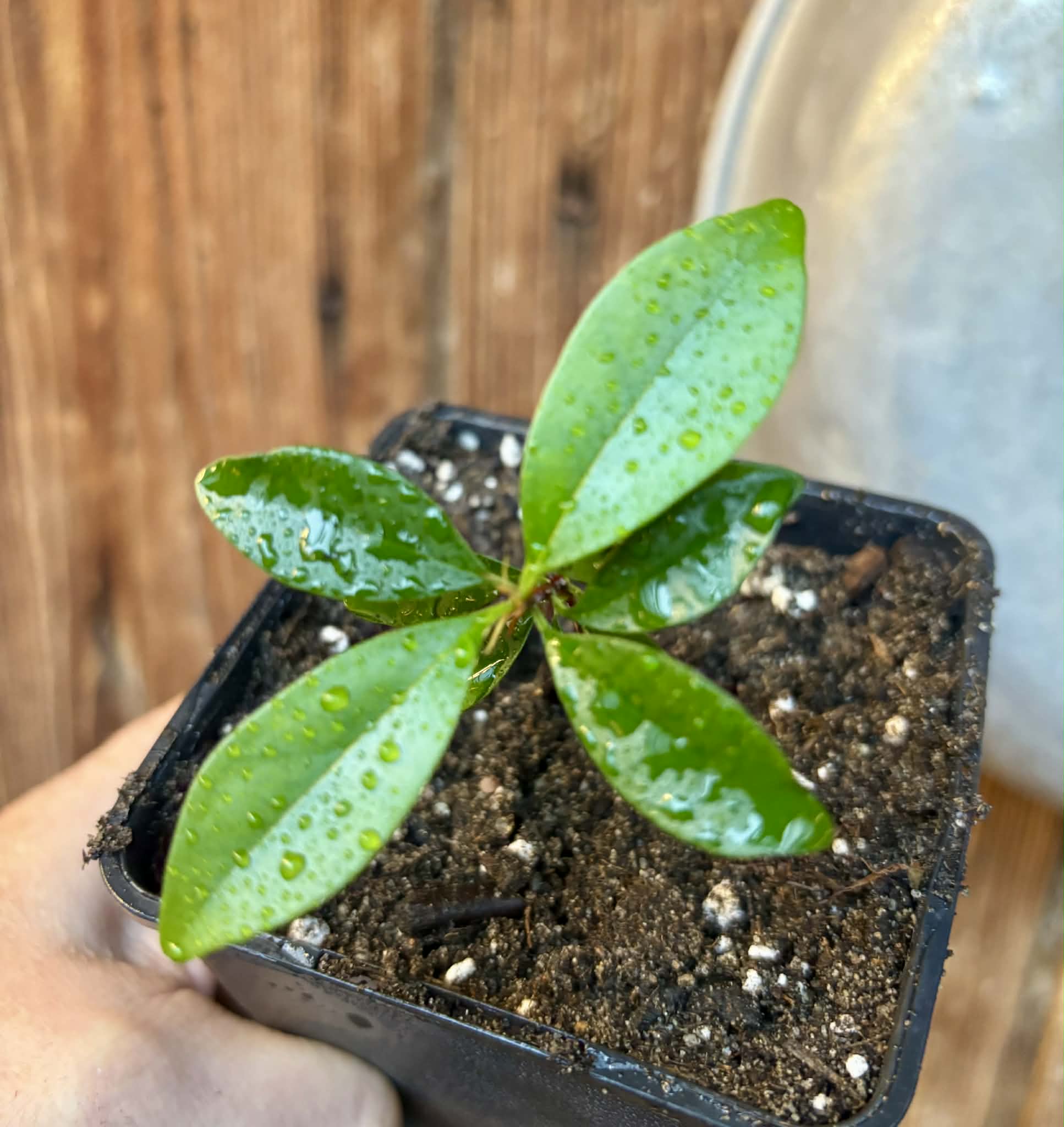 Eugenia sp Nova Rio Guari - 1 potted seedling / 1 getopfter Sämling