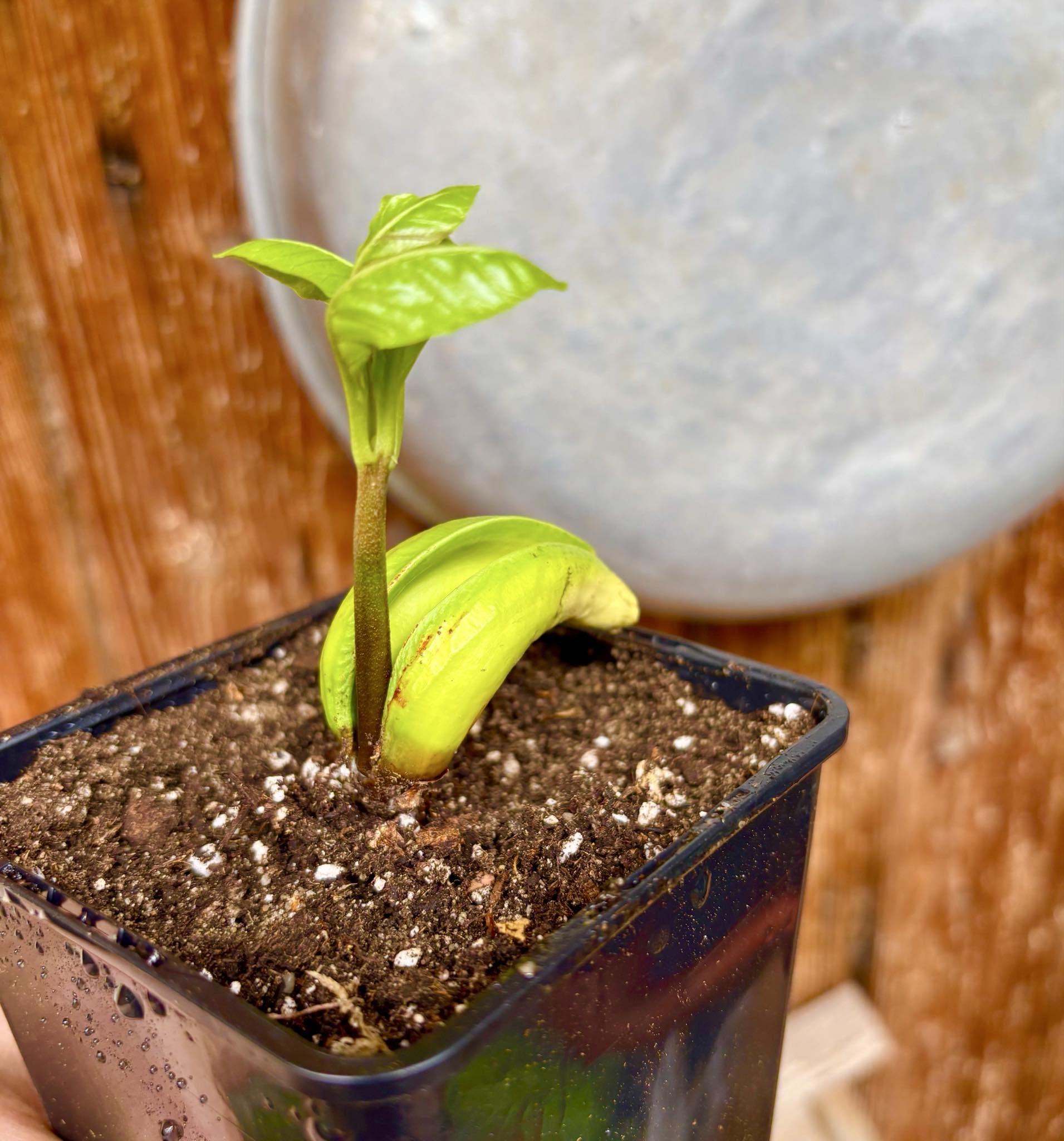 Anacardium occidentale - Cashew - 1 potted seedling / 1 getopfter Sämling Anacardium occidentale - Cashew - 1 potted seedling / 1 getopfter Sämling