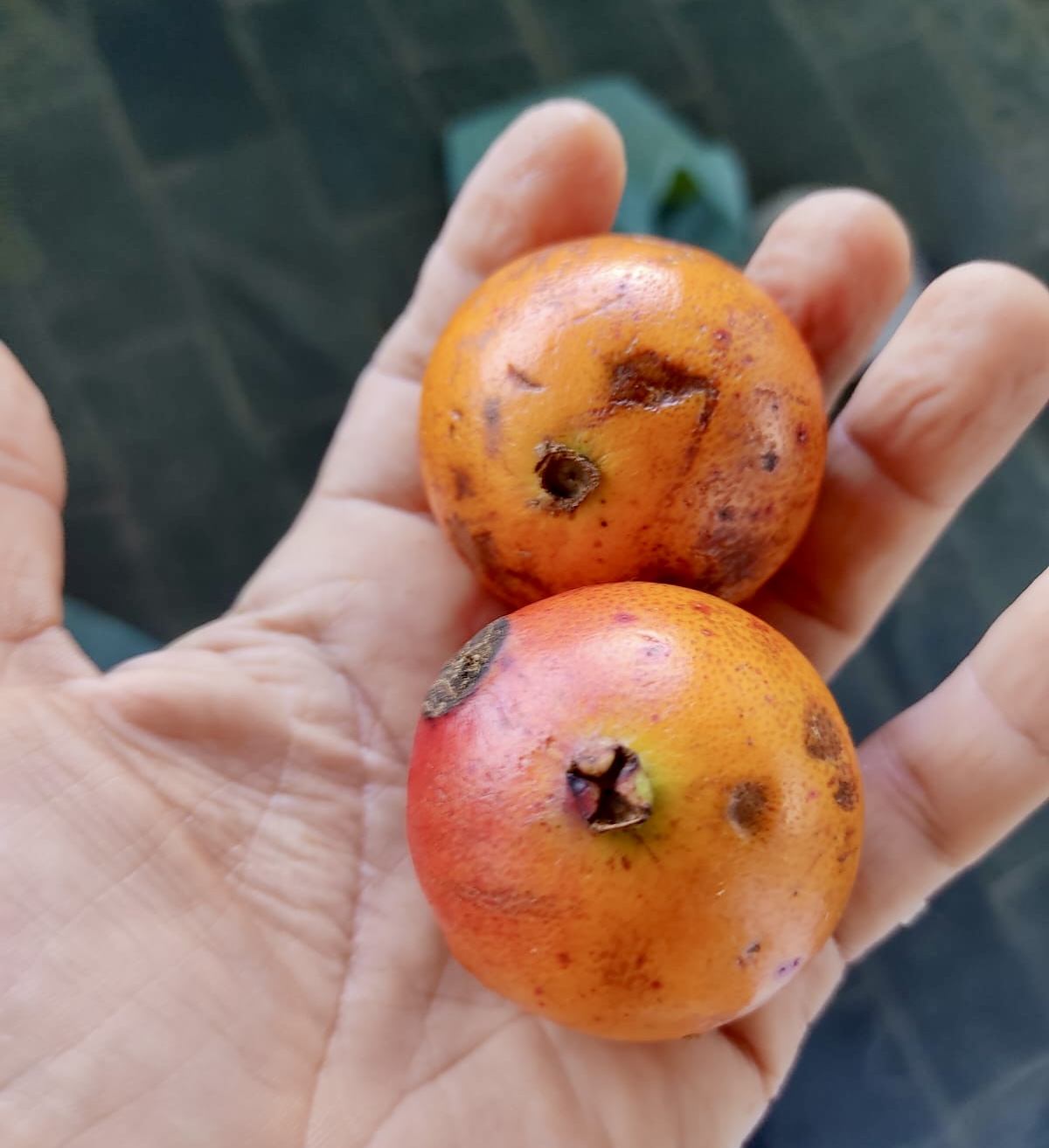 Plinia sp Cambuca vermelha - Rare exotic plant - Seltene exotische Pflanze