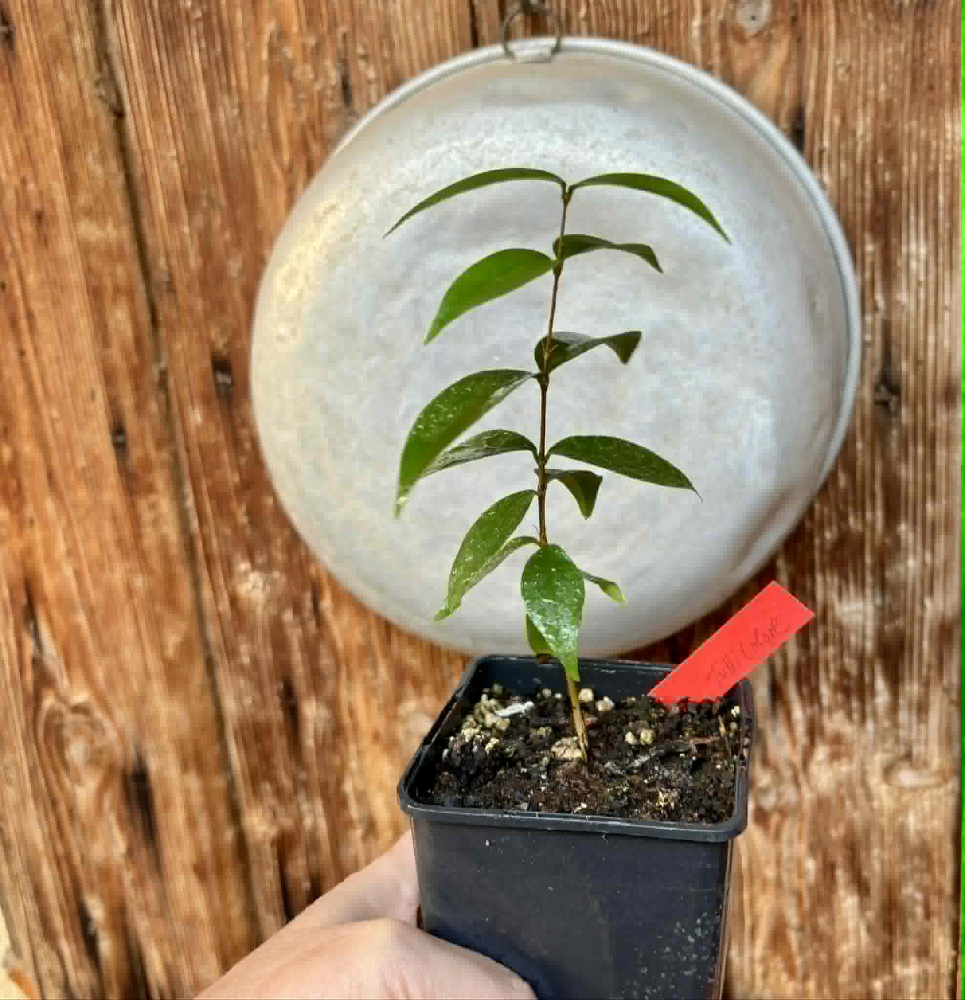 Eugenia uniflora var. Tutti Colore  - 1 spotted seedling / 1 getopfter Sämling