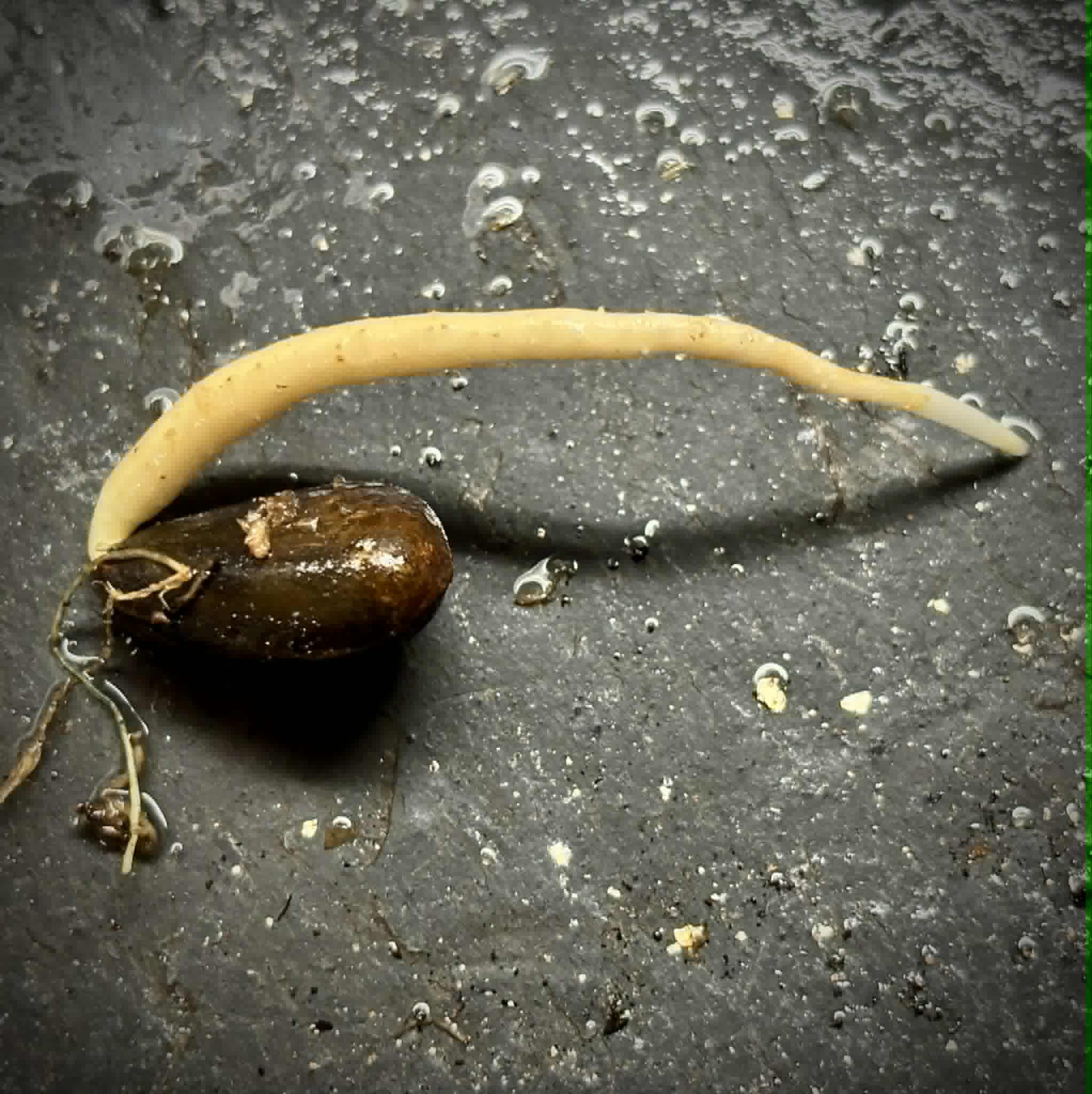 Araticum Pinha (Annona vepretorum)  - 1 germinated seed / 1 gekeimter Samen