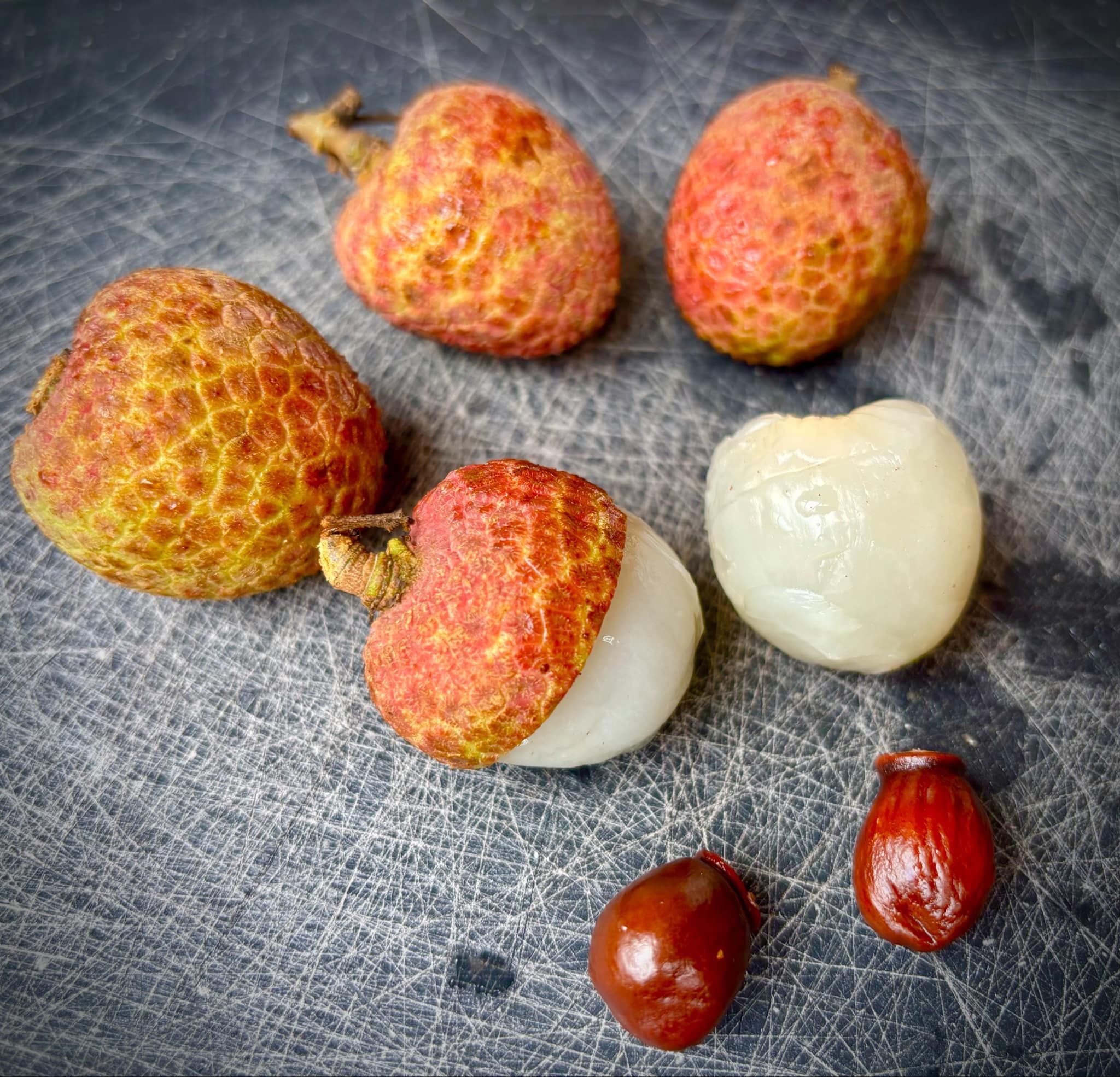 Litchi chinensis - var. Fei Zi Xiao (Litchi chinensis) - 1 small potted seedling / 1 kleiner, getopfter Sämling 