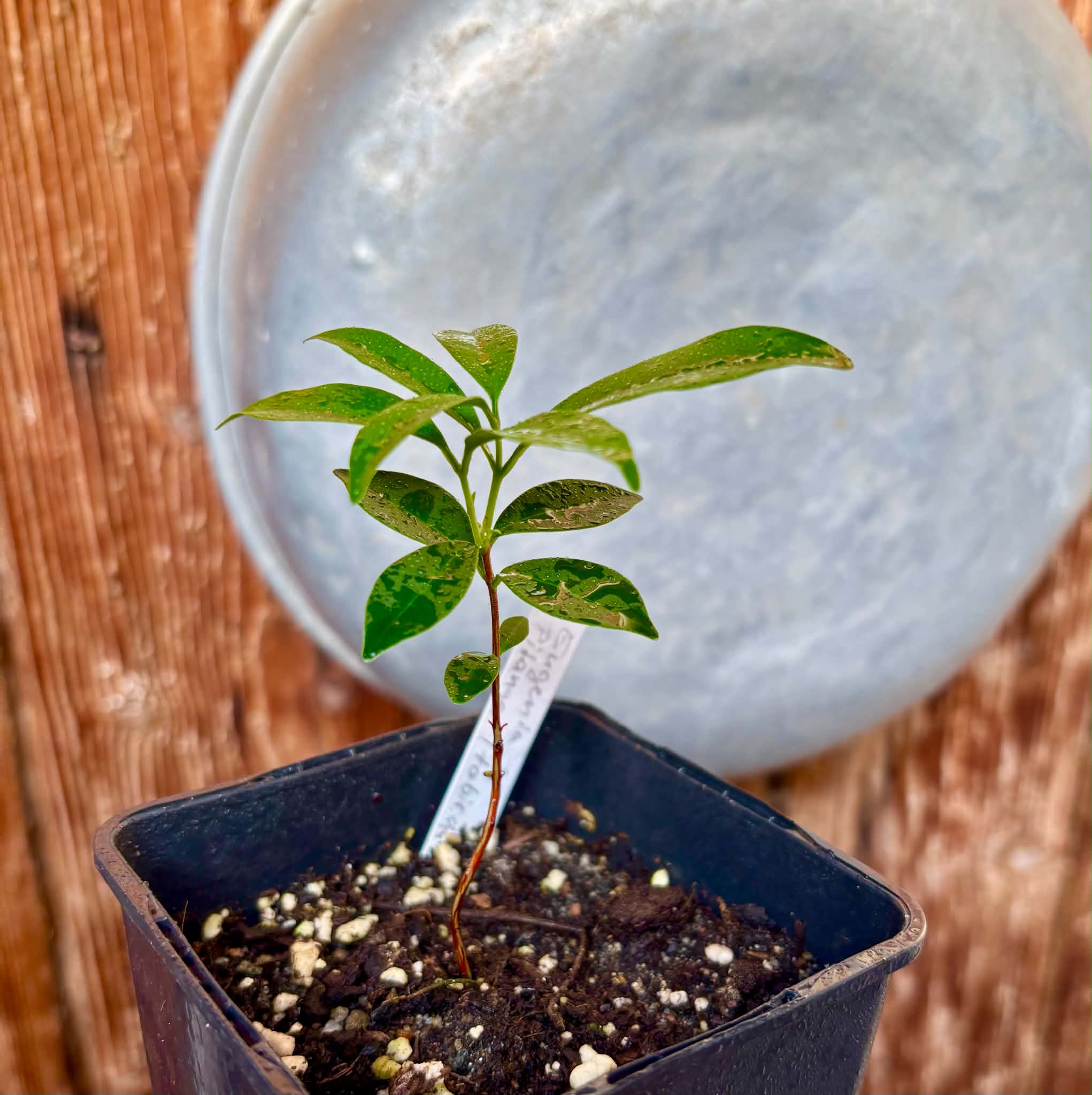Eugenia sp. Pitanga Itobira -  1 potted seedling / 1 getopfter Sämling