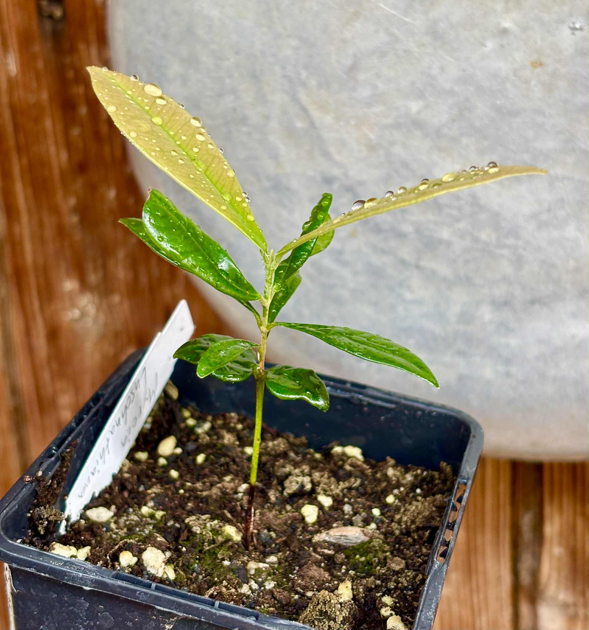 Myrcia luschnathiana -  1 potted seedling / 1 getopfter Sämling