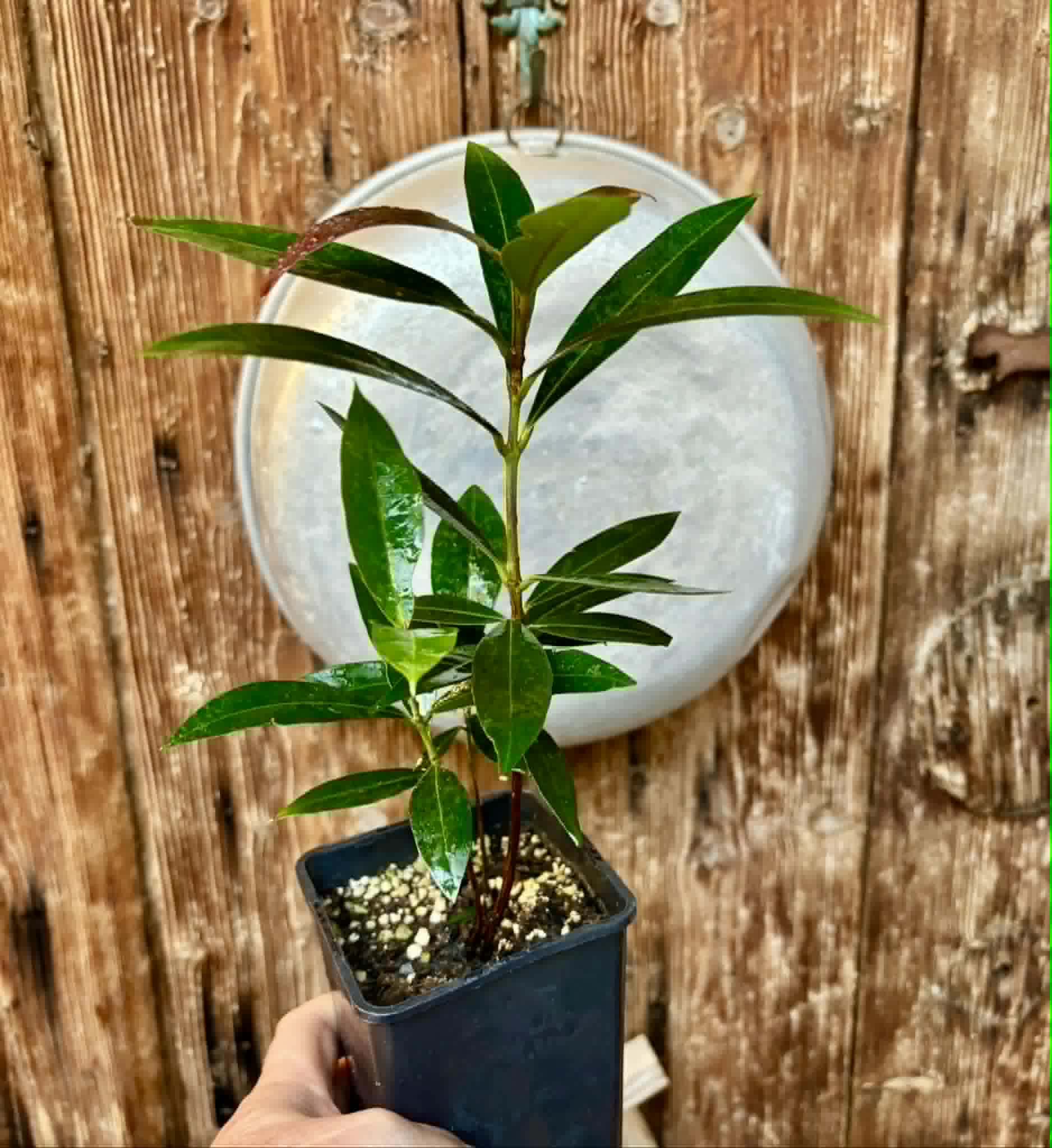 Eugenia sp Jambo da Mata -  1  potted seedling / 1 getopfter Sämling