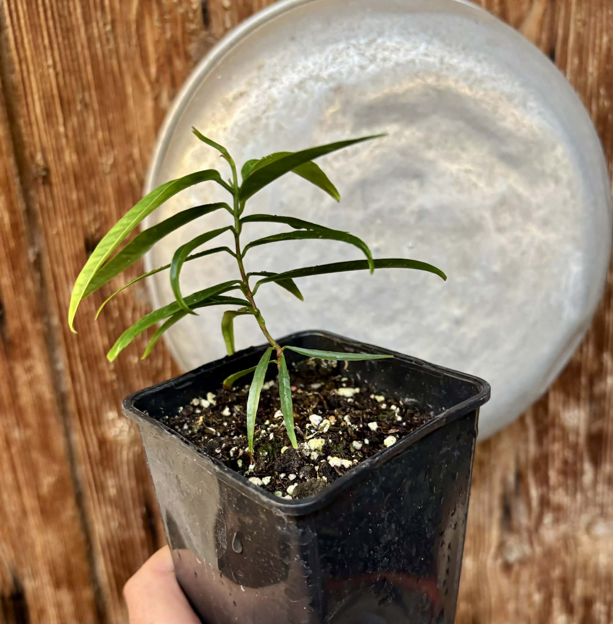 Eugenia pruniformis - Ameixa da Preta - 1 potted plant / 1 getopfte Pflanze