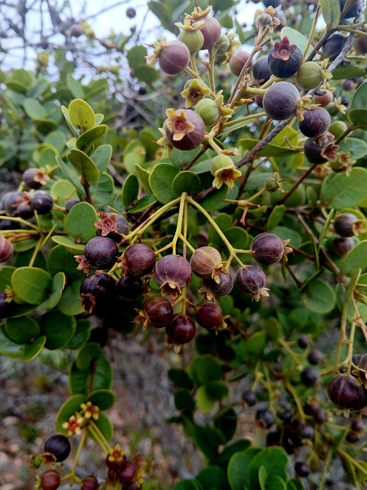 Bico Doce (Algrizea macrochlamys)  - 1 potted plant / 1 getopfte Pflanze