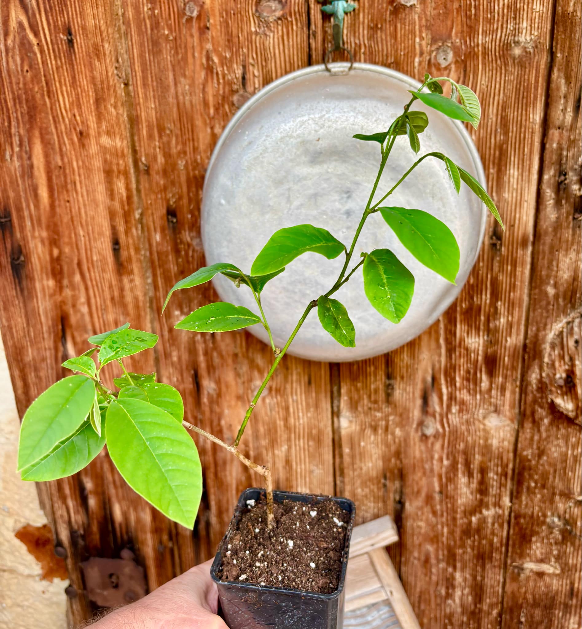 Cherimoya var. Fino de Jete (Annona cherimola) - 1 potted plant / 1 getopfte Pflanze