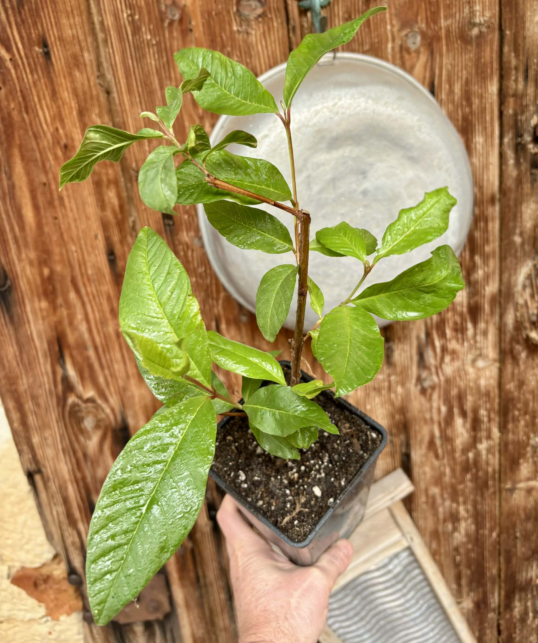 Psidium guajava - Peach - 1 potted plant / 1 getopfte Pflanze