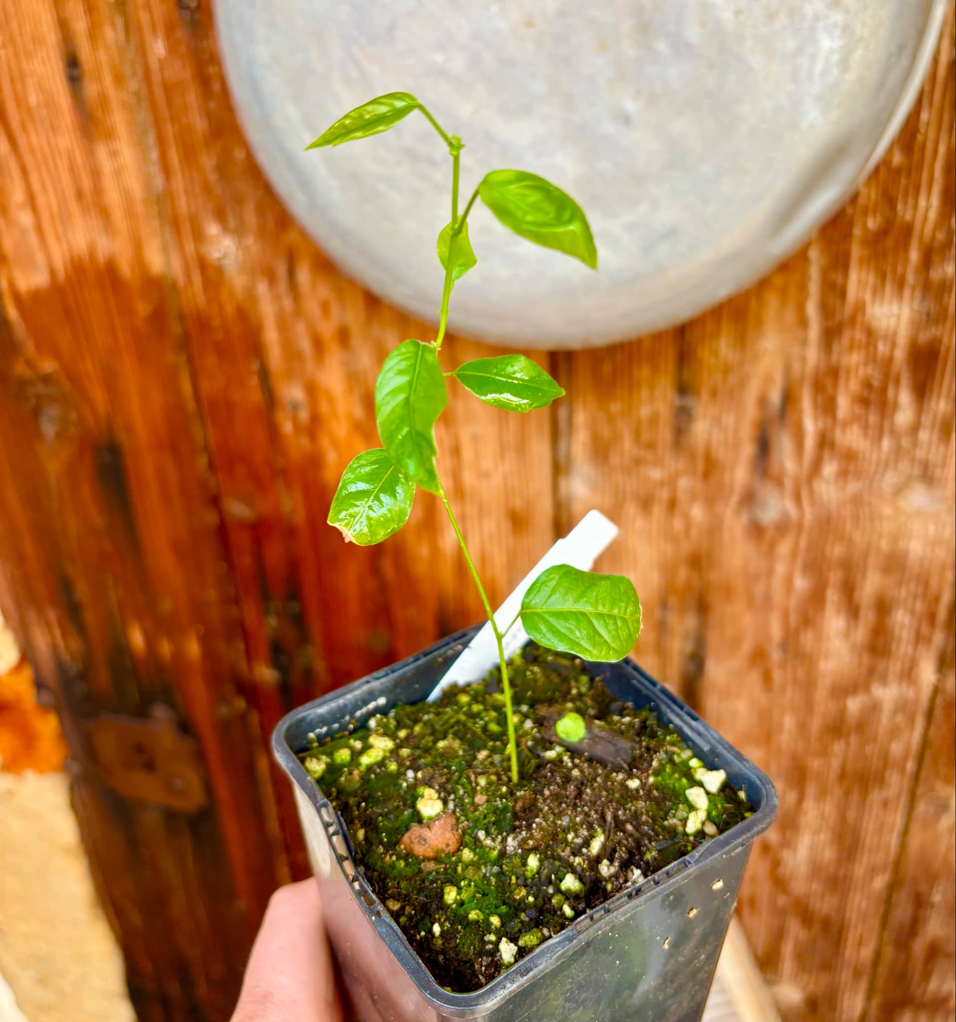 Guaraná (Paullinia cupana) - 1 small potted seedling / 1 kleiner, getopfter Sämling