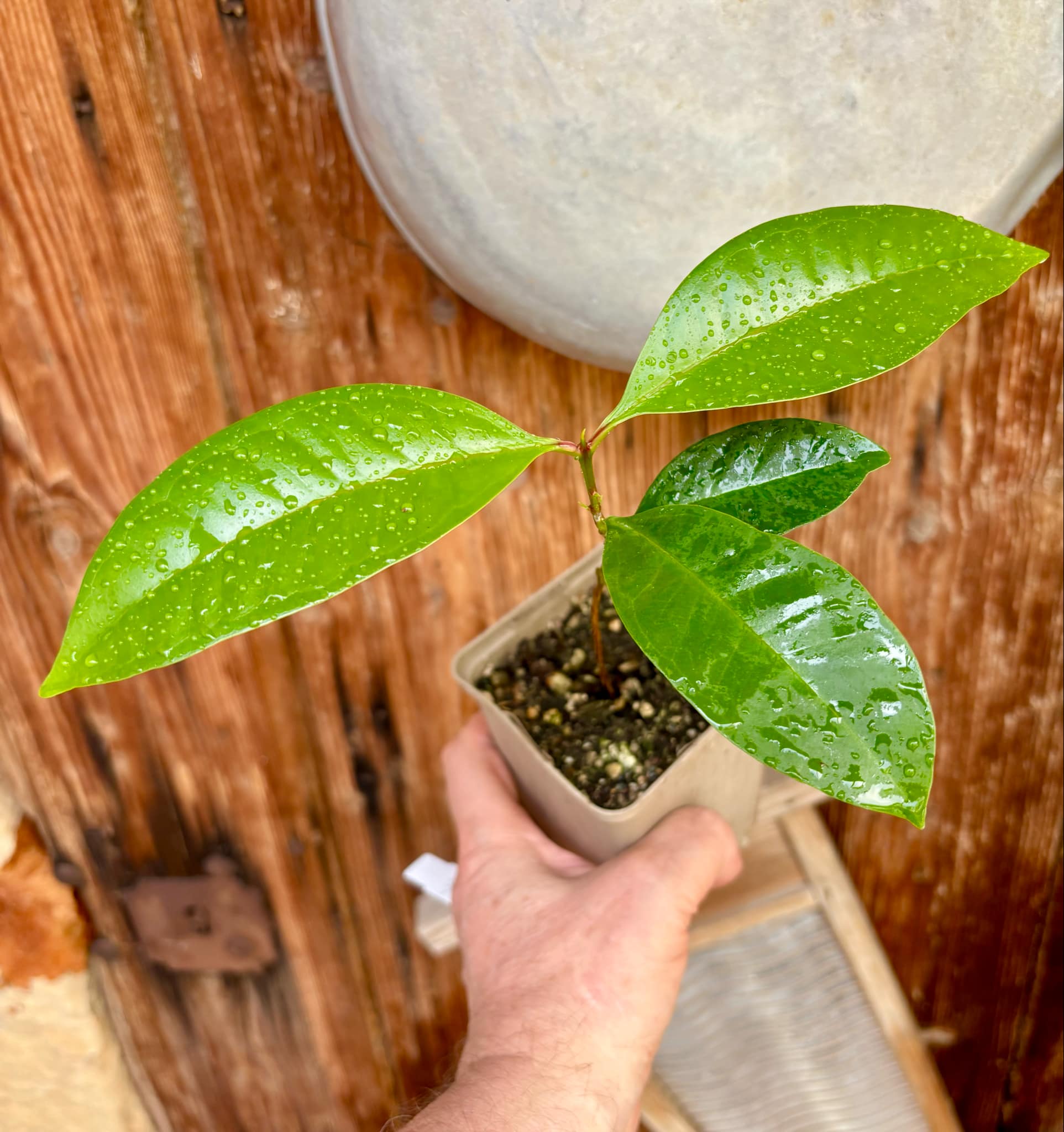 Syzygium sp Khao Luang - 1 potted plant / 1 getopfte Pflanze