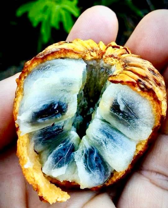 Annona bahiensis - 1 fresh seed / 1 frischer Samen