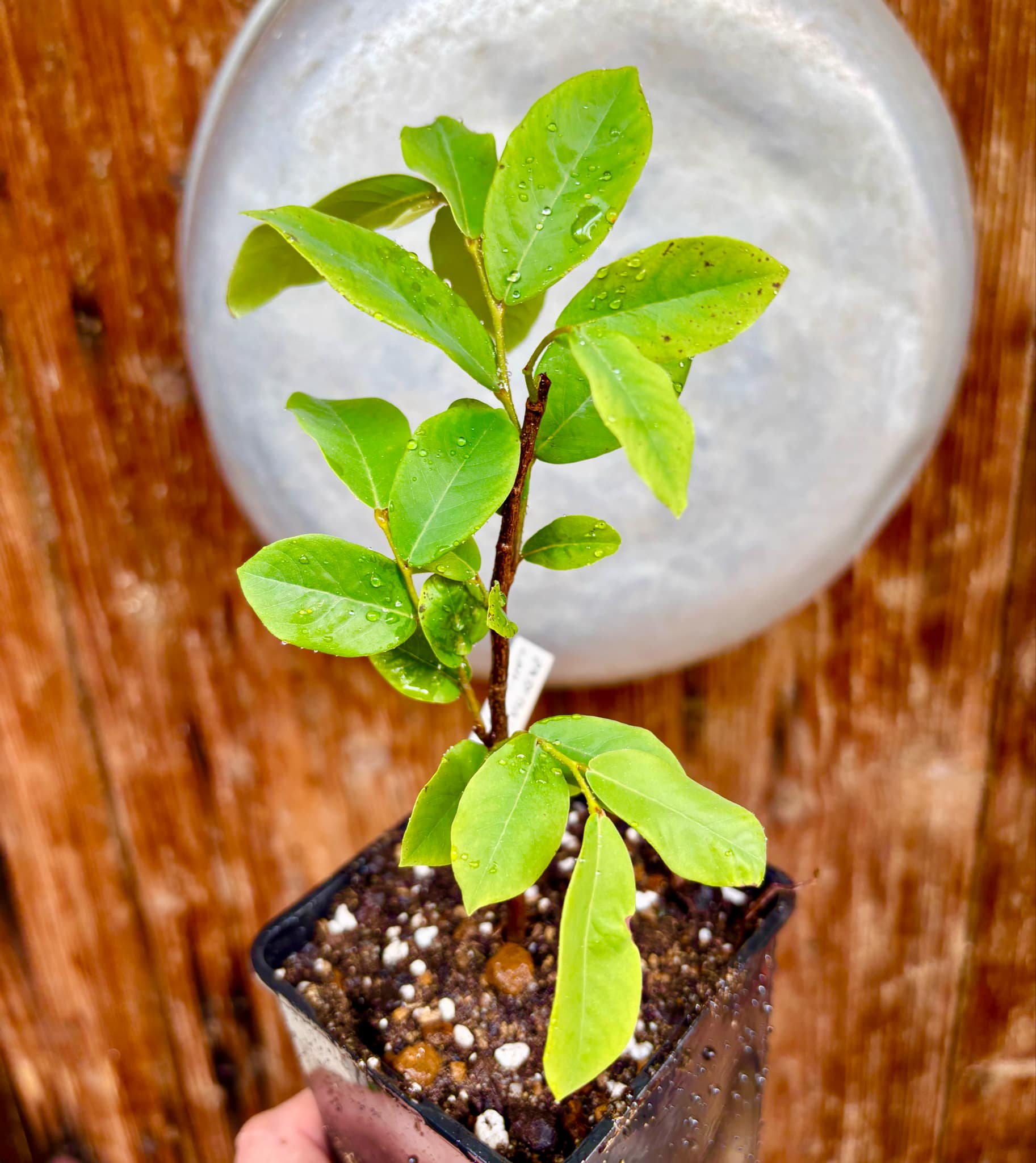 Dasymaschalon lomentaceum -  1 potted plant / 1 getopfte Pflanze