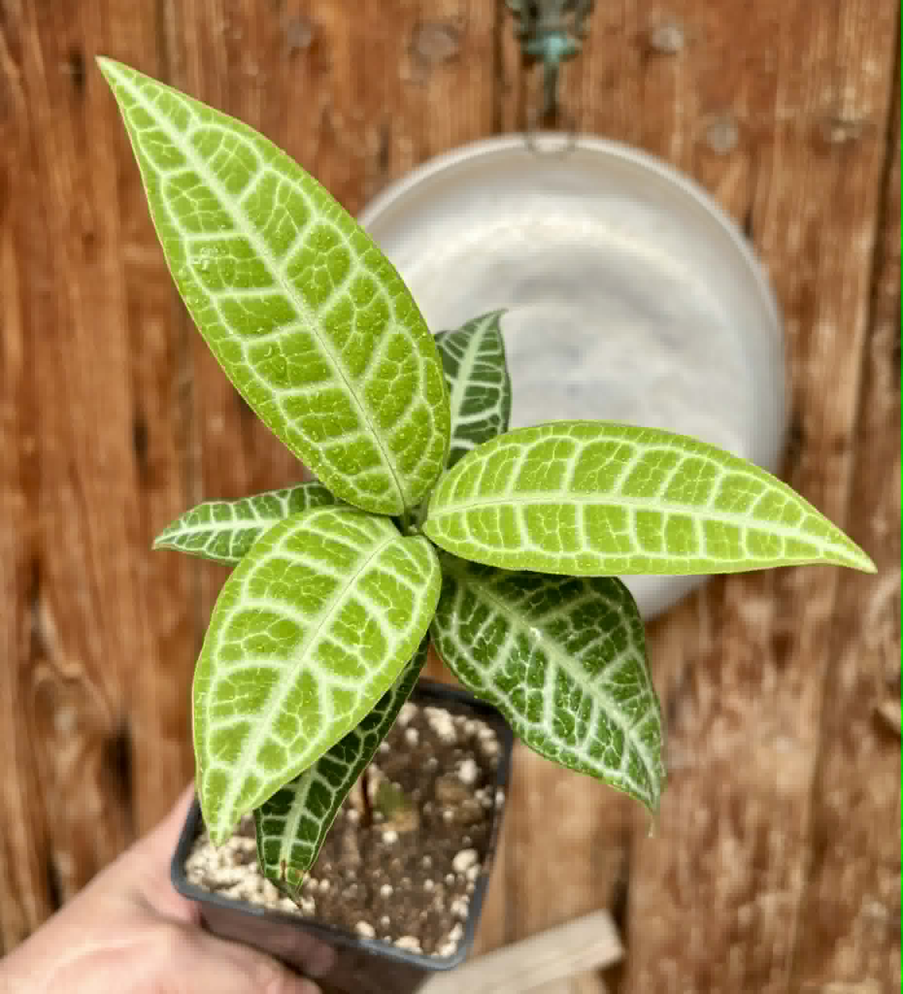 Eugenia sp Labisia -  1 potted seedling / 1 getopfter Sämling