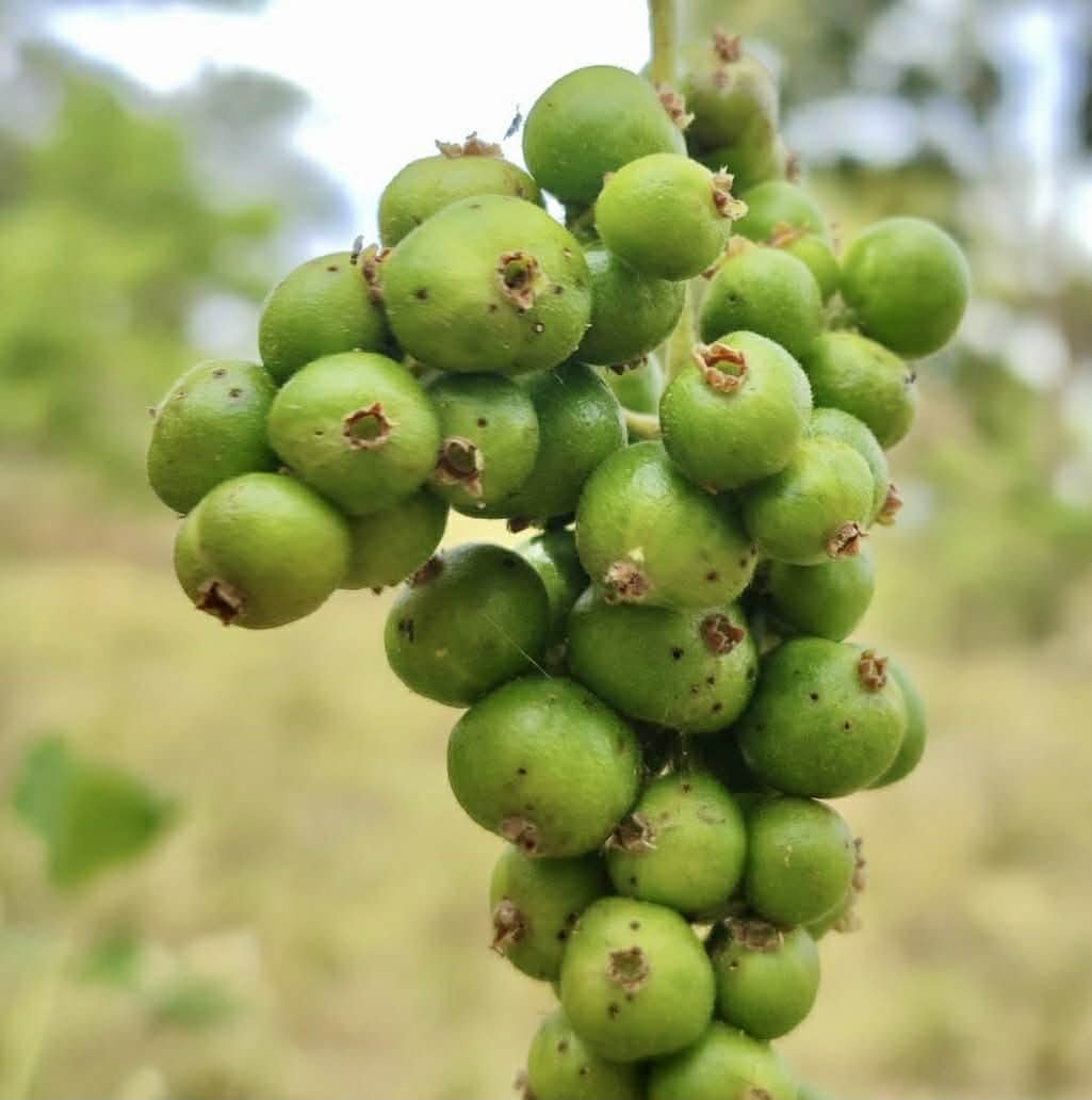 Myrcia sp Pernambuco - 1 fresh seed / 1 frischer Samen