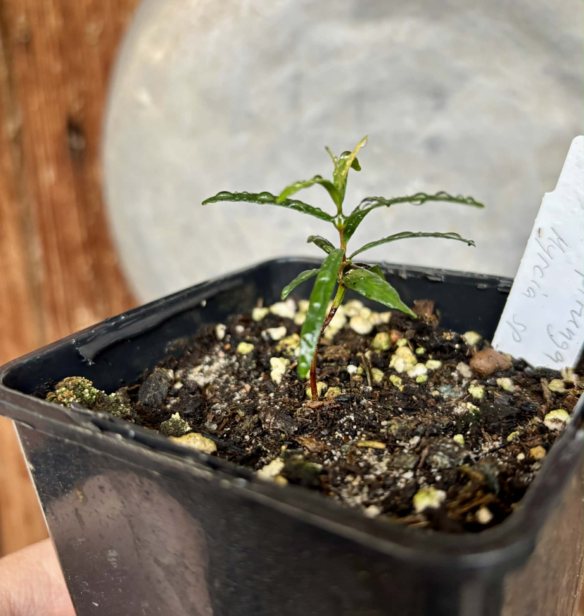 Mapirunga (Myrcia sp.)  - 1 small potted seedling / 1 kleiner, getopfter Sämling