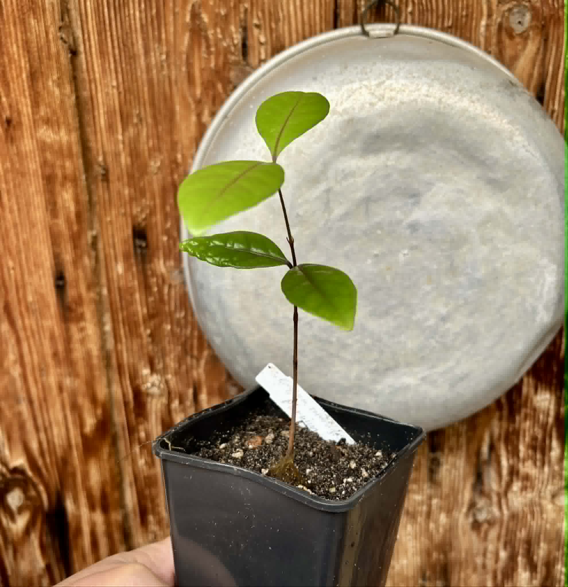 Eugenia rotundifolia var. Maruim - 1 potted seedling / 1 getopfter Sämling