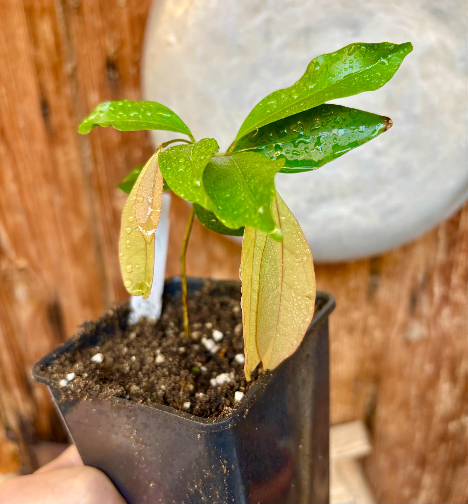Eugenia florida - 1 potted plant / 1 getopfte Pflanze