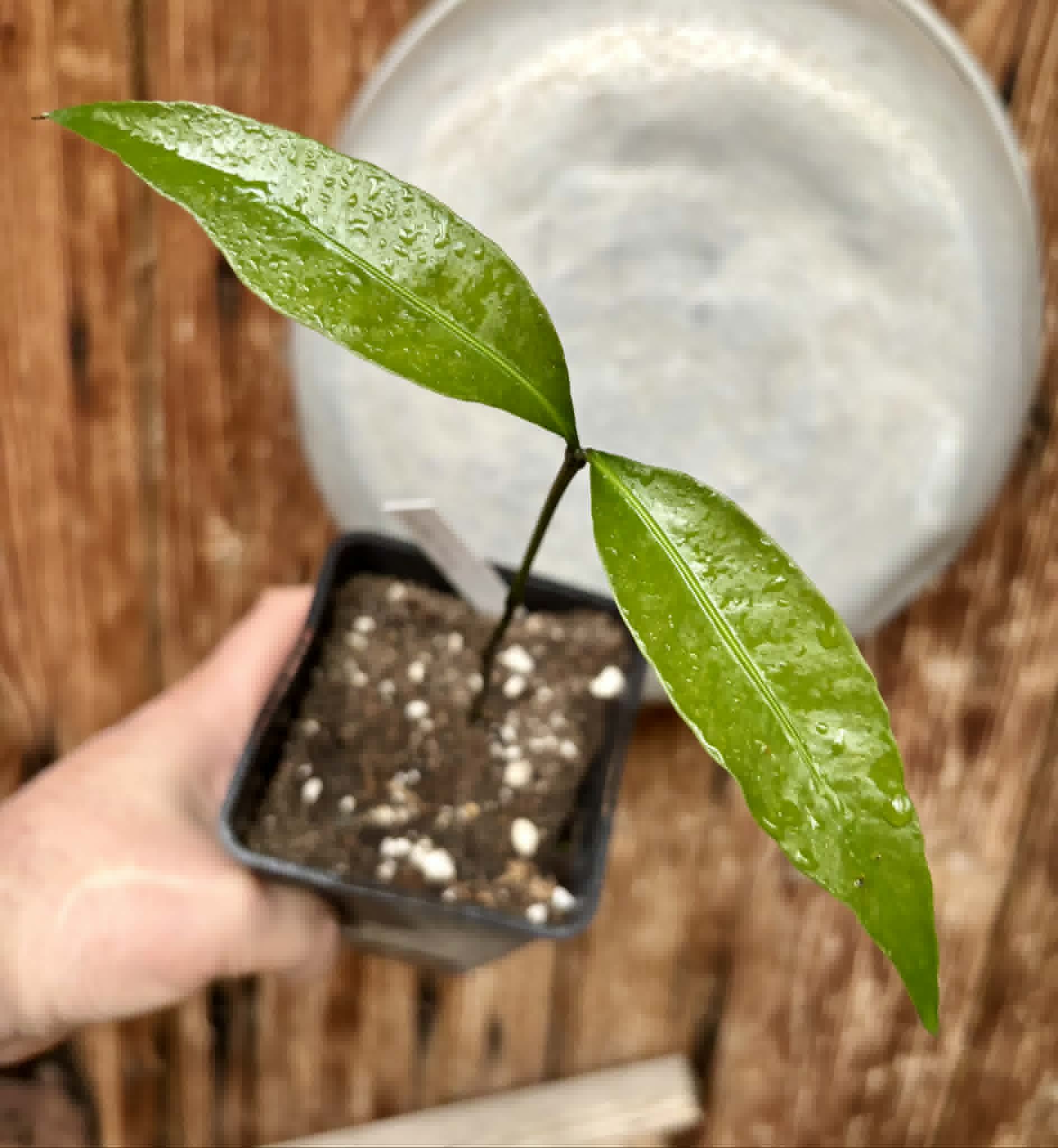 Achachairu (Garcinia humilis) - 1 potted seedling / 1 getopfter Sämling