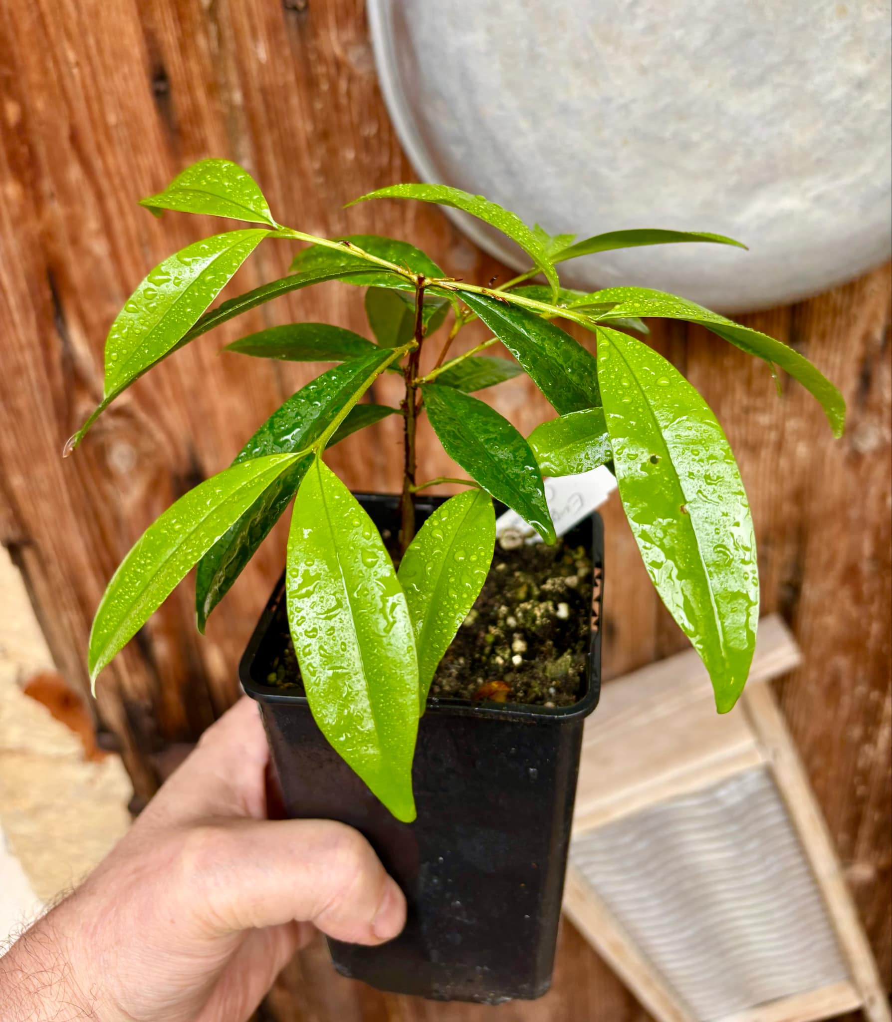 Eugenia sp Cereja Grande da Bahia - 1 potted plant / 1 getopfte Pflanze