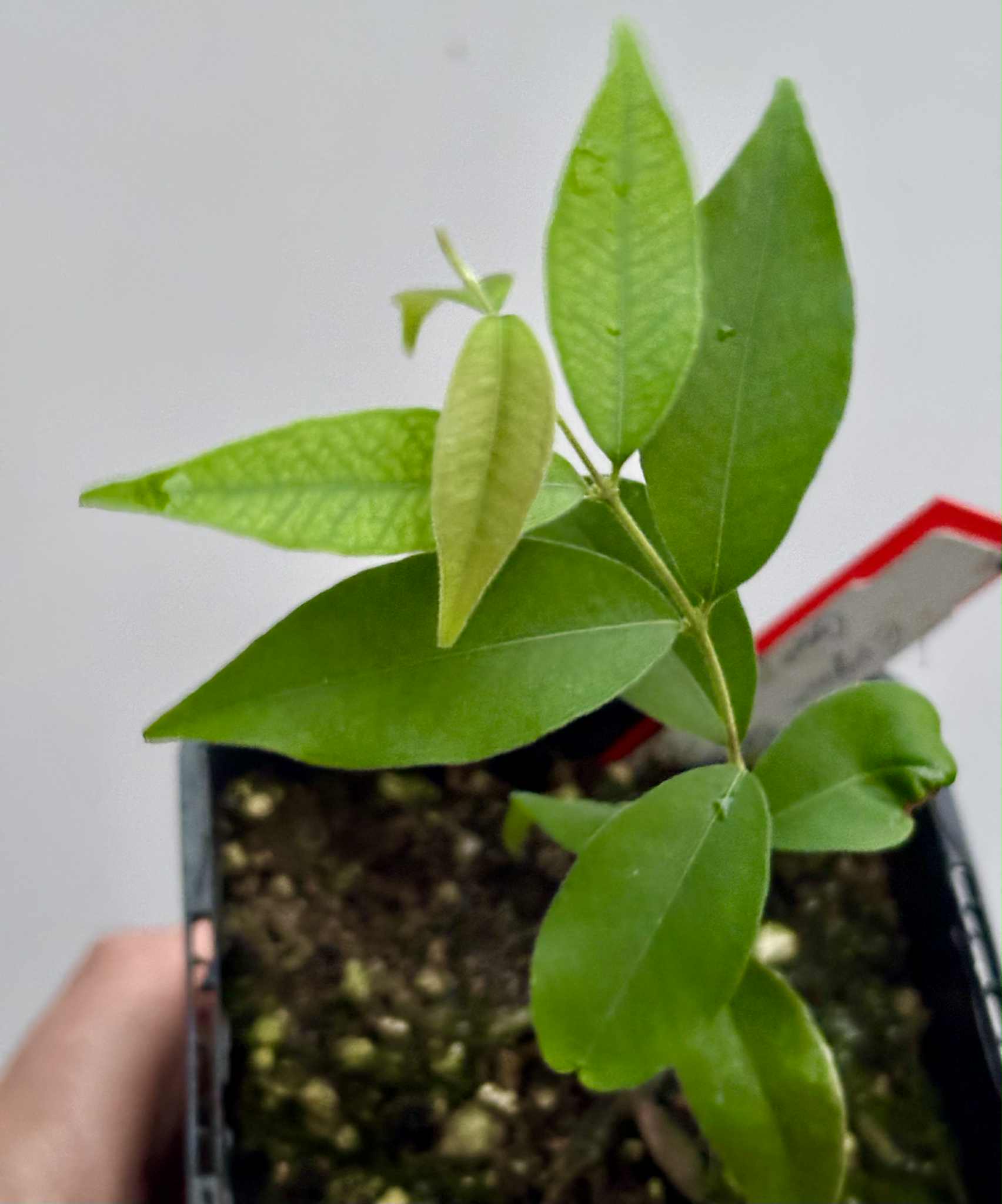 Eugenia sp Guajuba suave -  1 potted seedling / 1 getopfter Sämling
