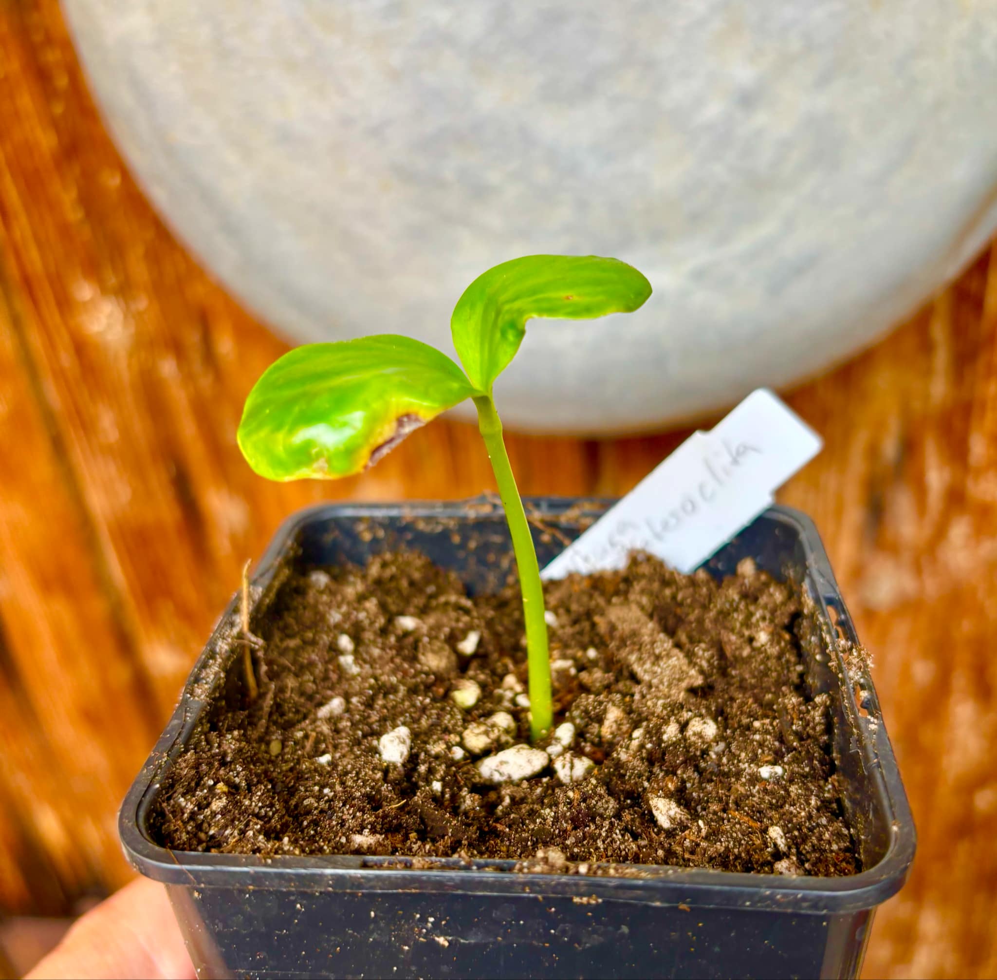 Kadsura heteroclita "Bursting Star" - 1 small potted seedling / 1 kleiner, getopfter Sämling Kadsura heteroclita "Bursting Star" - 1 small potted seedling / 1 kleiner, getopfter Sämling