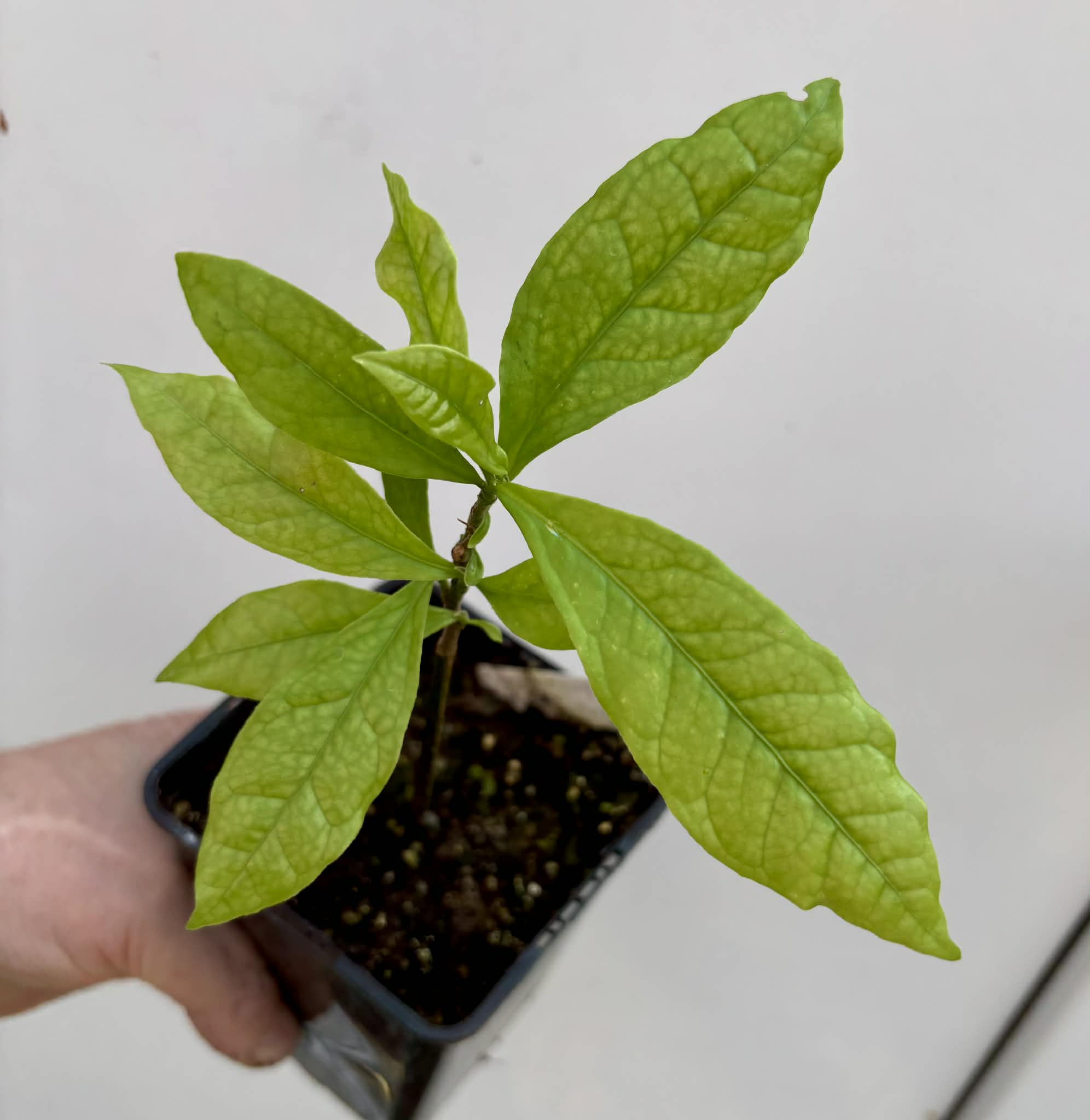 Cymbopetalum brasiliensis - 1 potted seedling / 1 getopfter Sämling