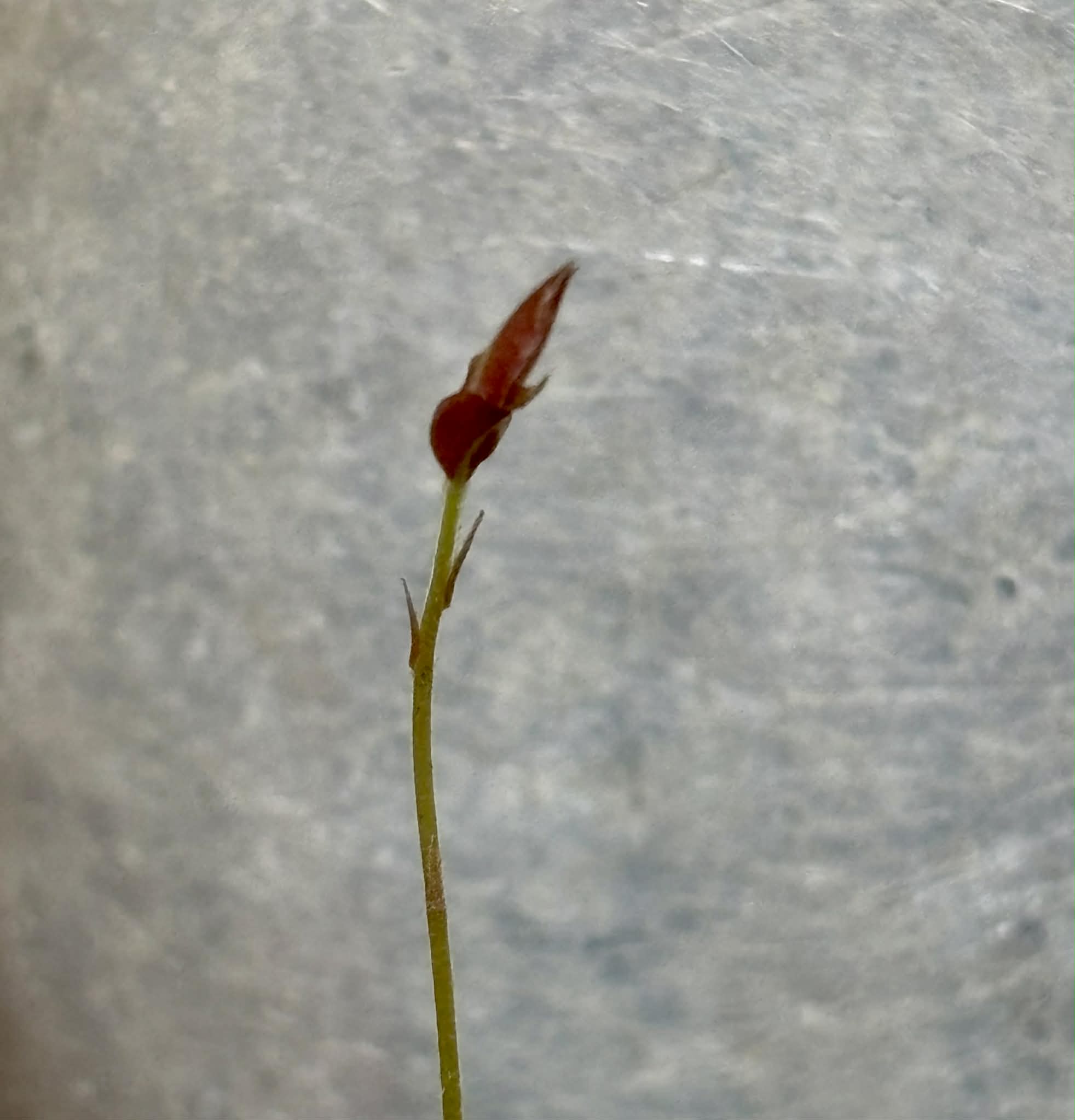 Plinia povedae - 1 potted seedling / 1 getopfter Sämling