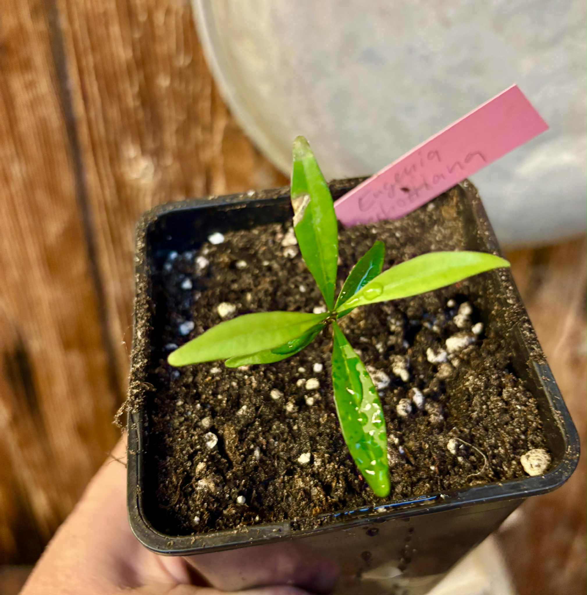 Eugenia schottiana -  1 small potted seedling / 1 kleiner, getopfter Sämling