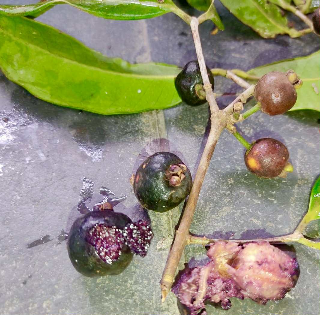 Eugenia rotundifolia var. Camamu - 1 germinated seed / 1 gekeimter Samen Eugenia rotundifolia var. Camamu - 1 germinated seed / 1 gekeimter Samen