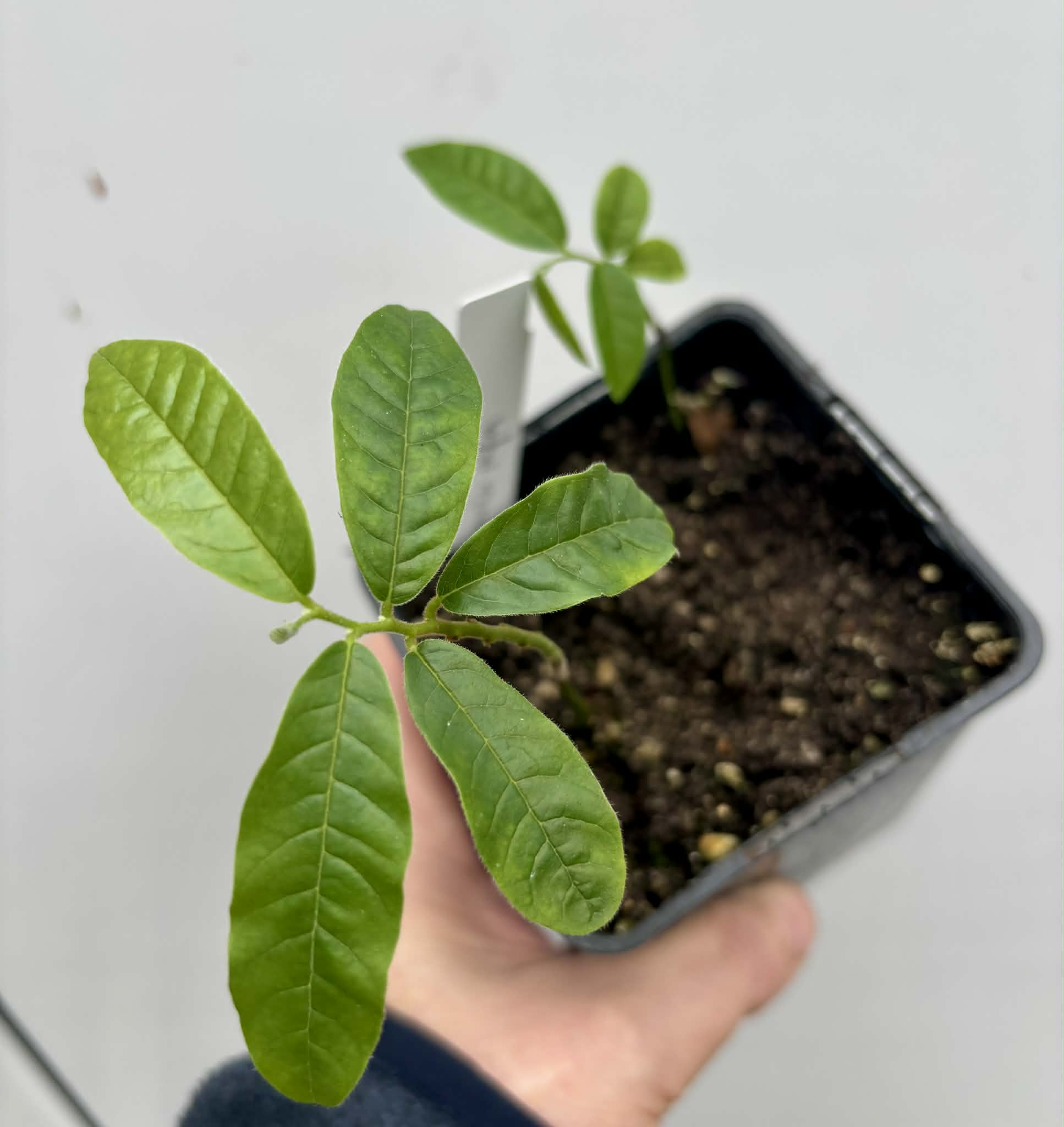 2 in 1 pot - Uvaria rufa -  2 seedlings in one pot / 2 Sämlinge in einem Topf
