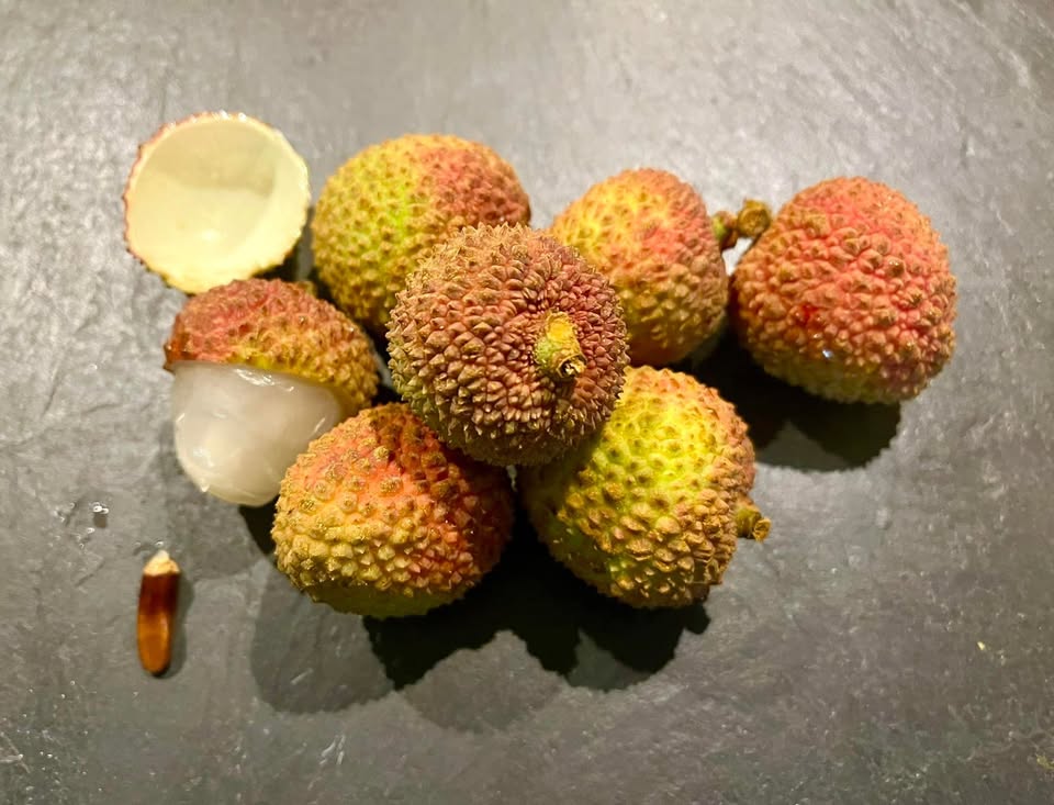 Litchi chinensis - var. Fei Zi Xiao (Litchi chinensis) - 1 germinated seed / 1 gekeimter Samen