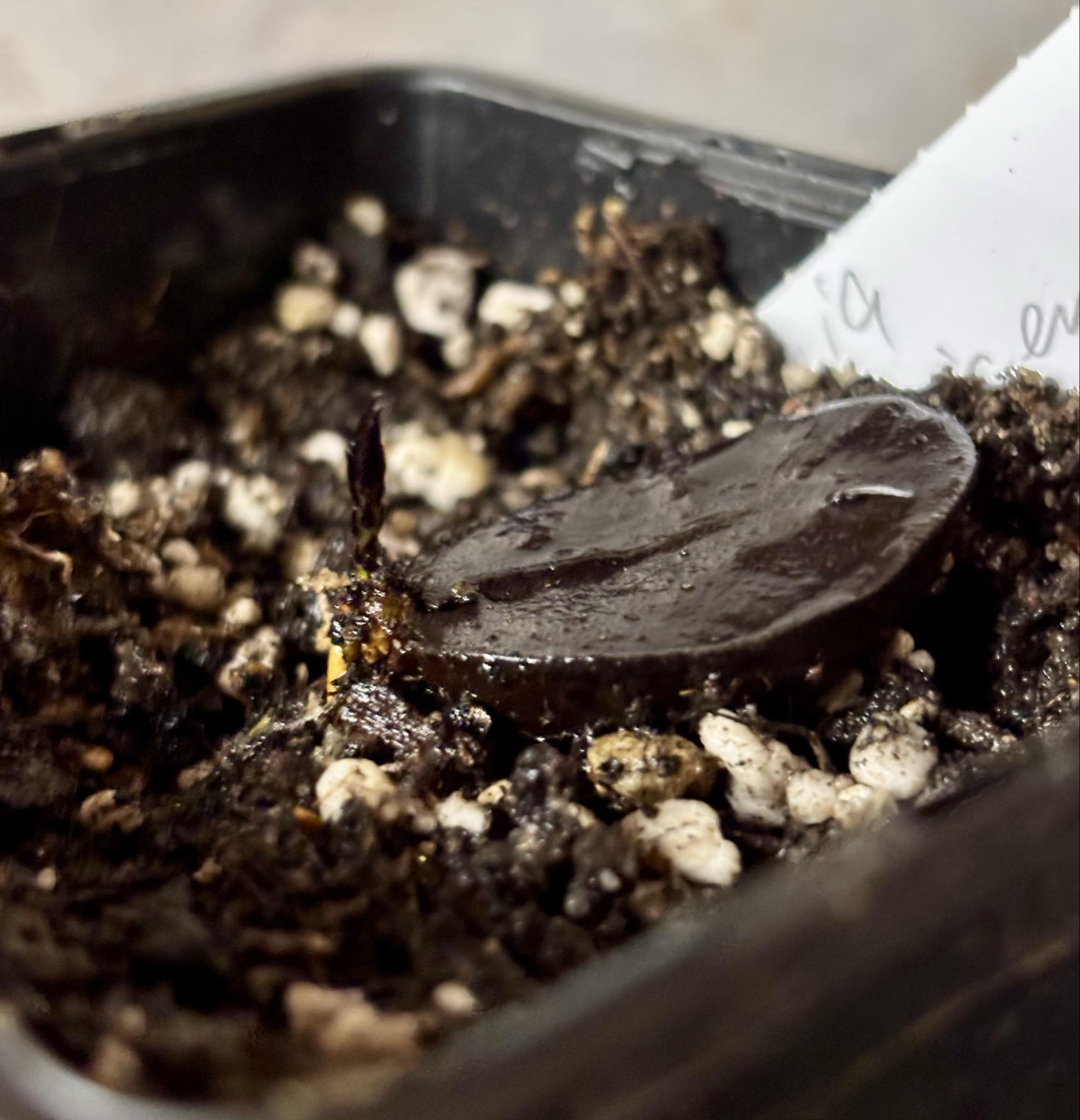 Plinia costaricensis -  1 potted seedling / 1 getopfter Sämling