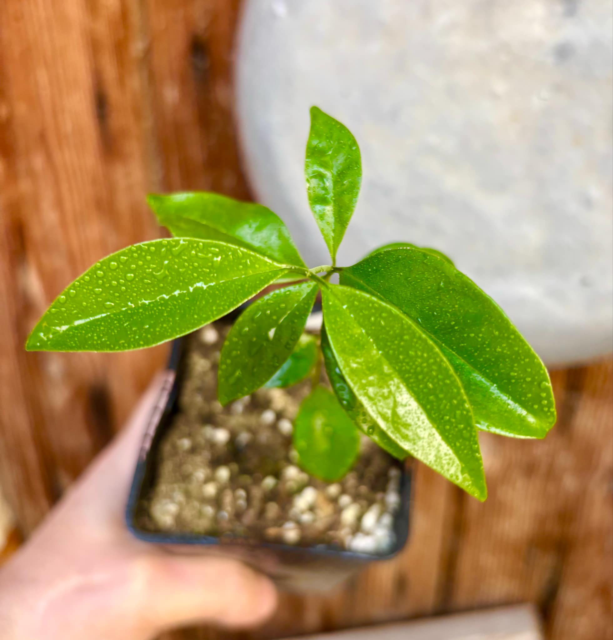 Eugenia zuccarini - 1 small potted seedling / 1 kleiner, getopfter Sämling